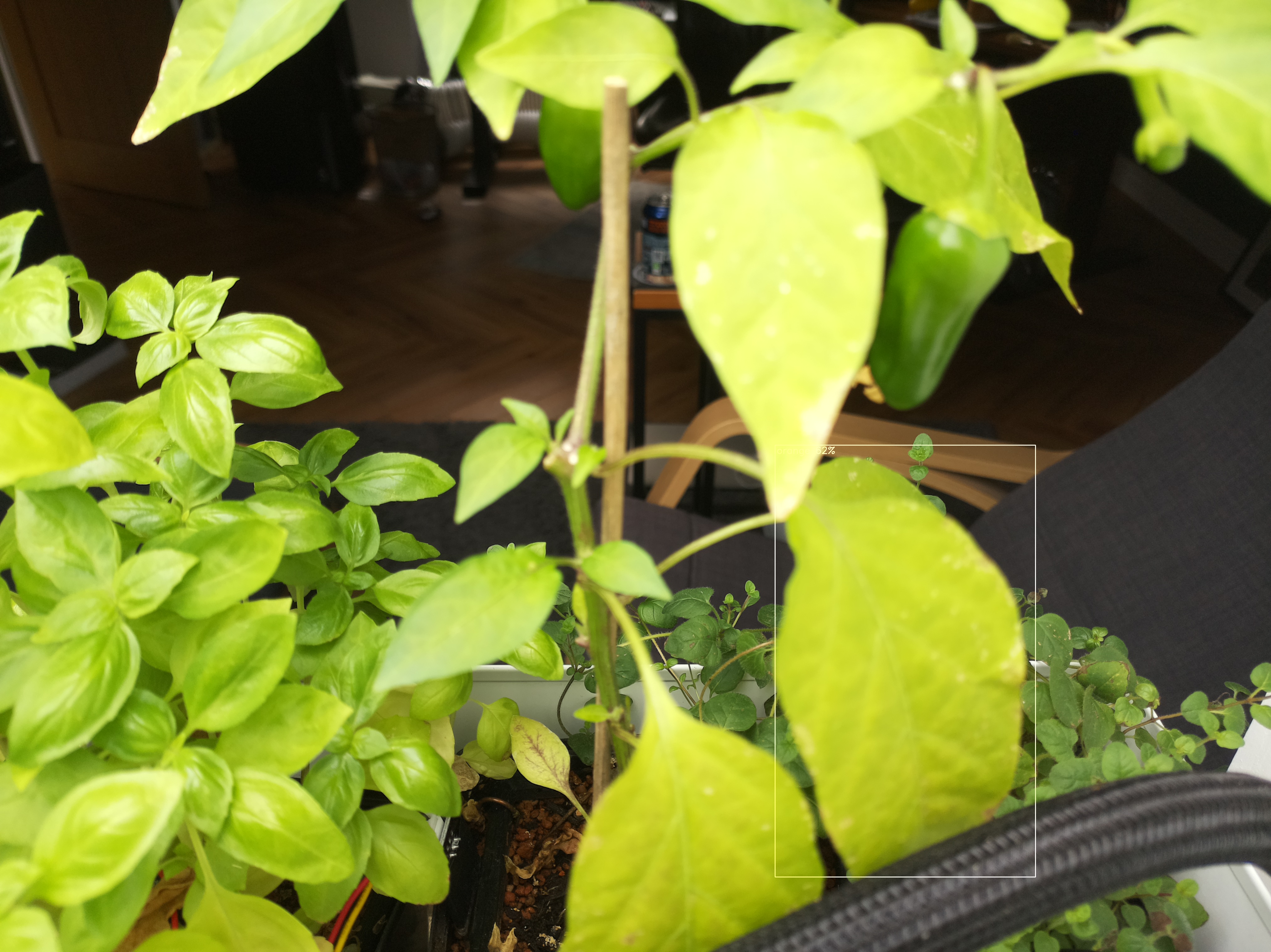 Greenhouse image from Morning Greenhouse Transitions