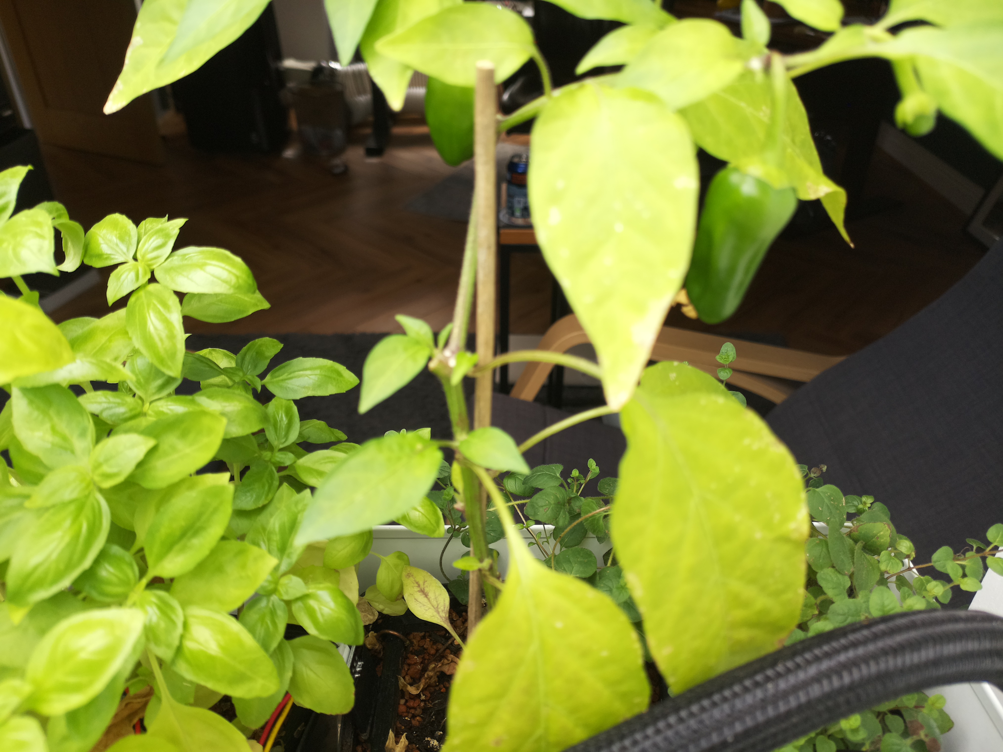 Latest Herb Hub greenhouse journal image: Sunday in the Greenhouse