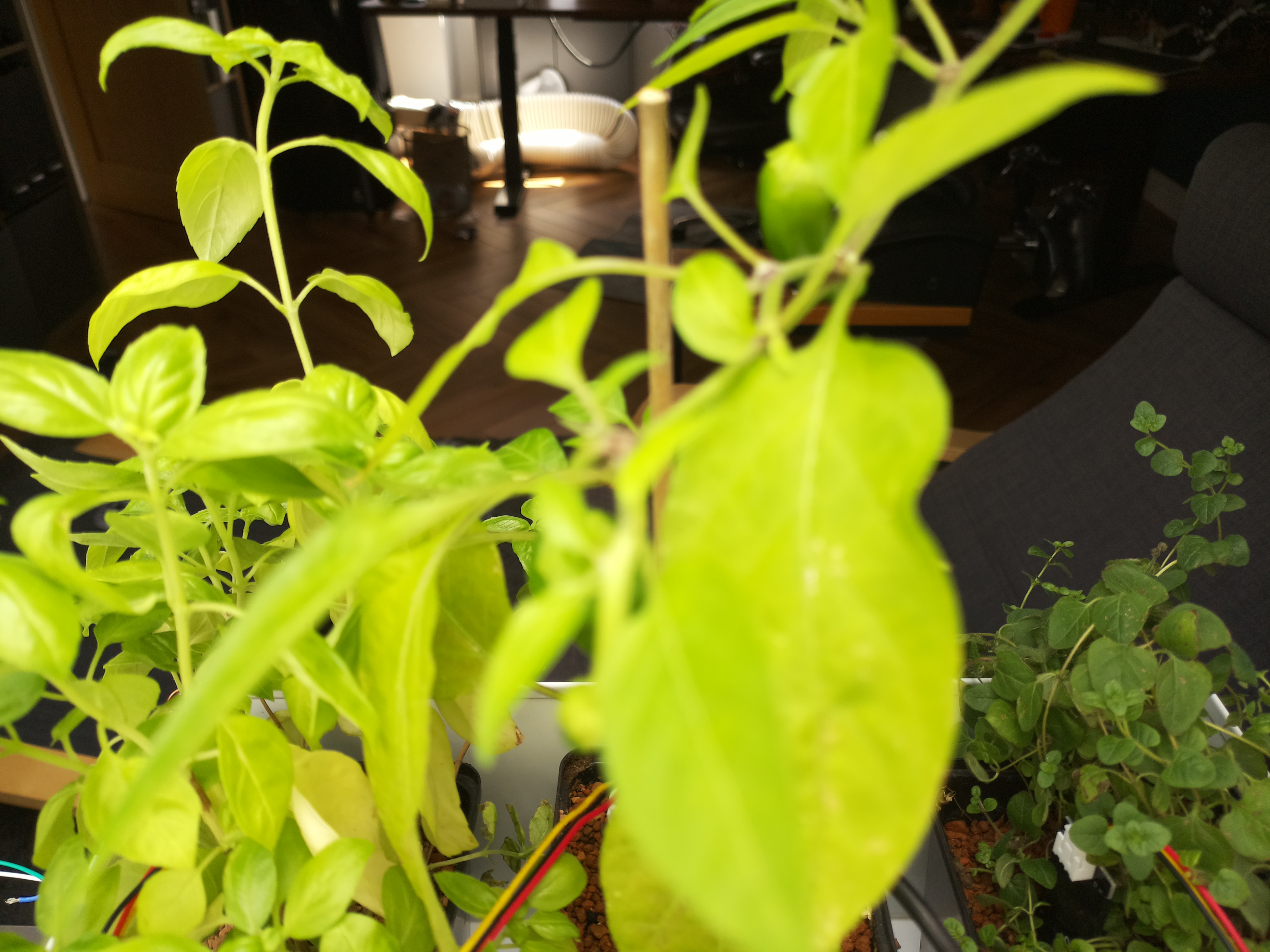 Latest Herb Hub greenhouse journal image: Afternoon Growth Update for July 20, 2026