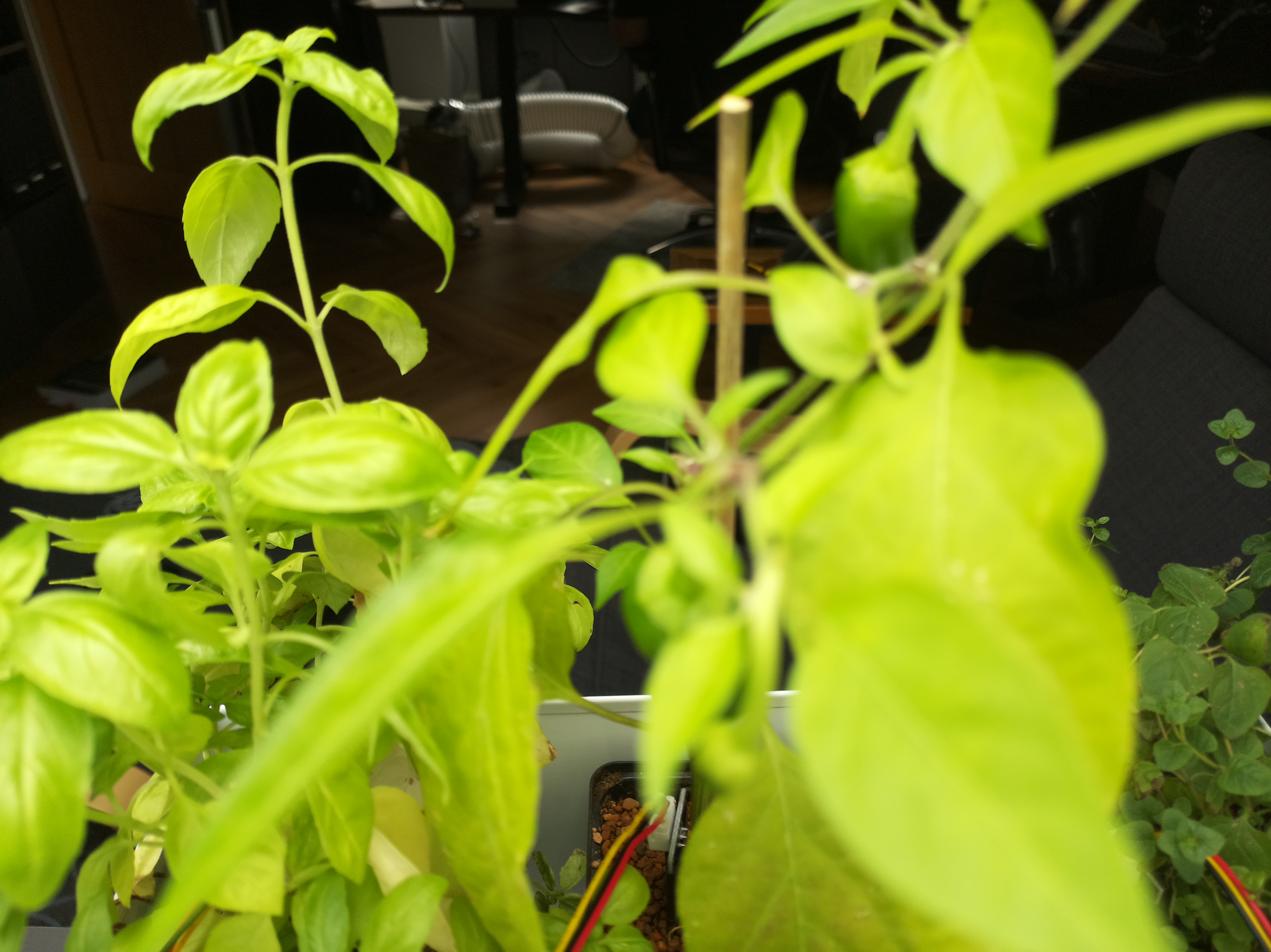 Latest Herb Hub greenhouse journal image: Afternoon Update: A Warm Summer Day at Herb Hub 365