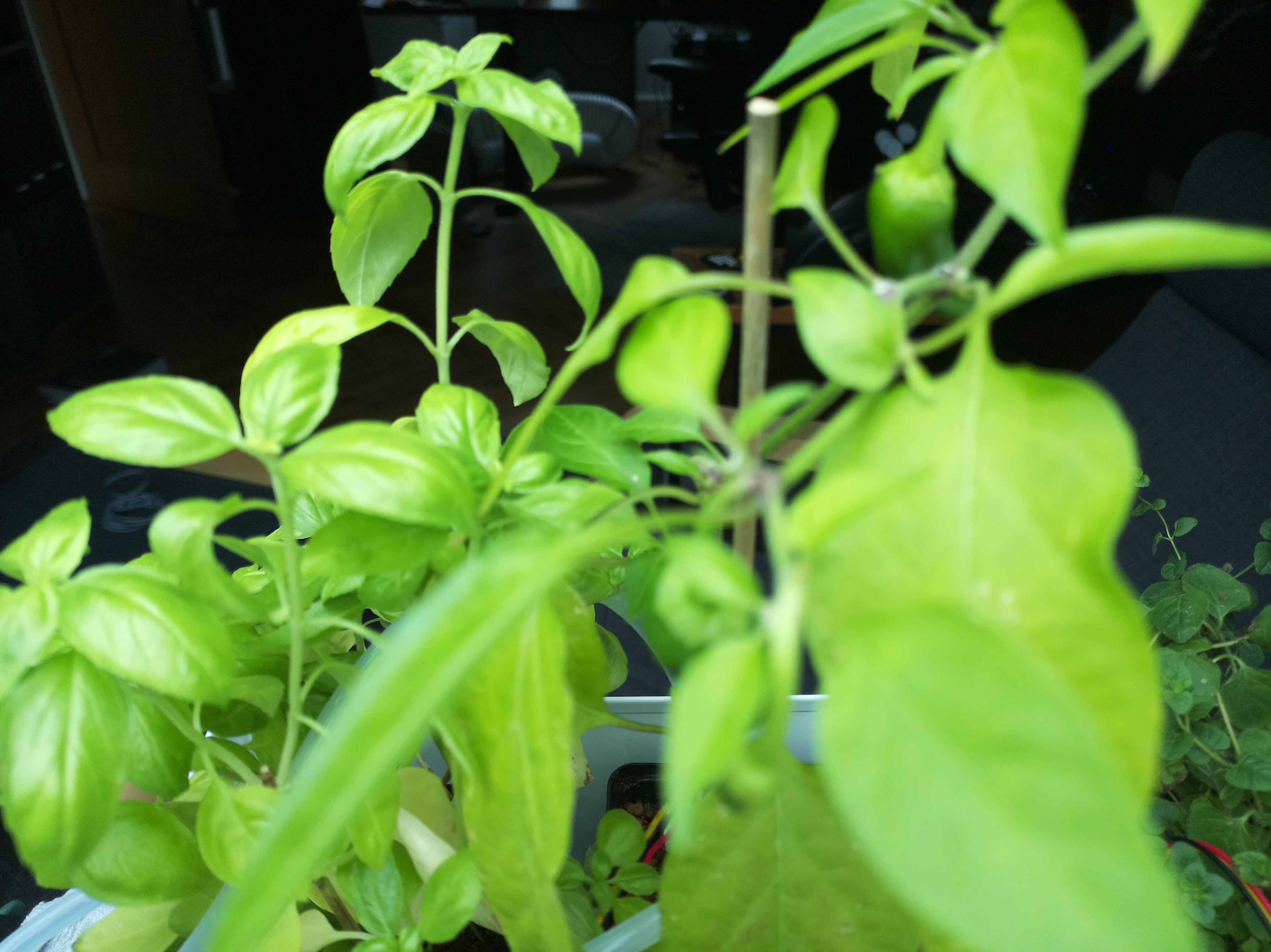 Latest Herb Hub greenhouse journal image: Afternoon Warmth and Thriving Greens