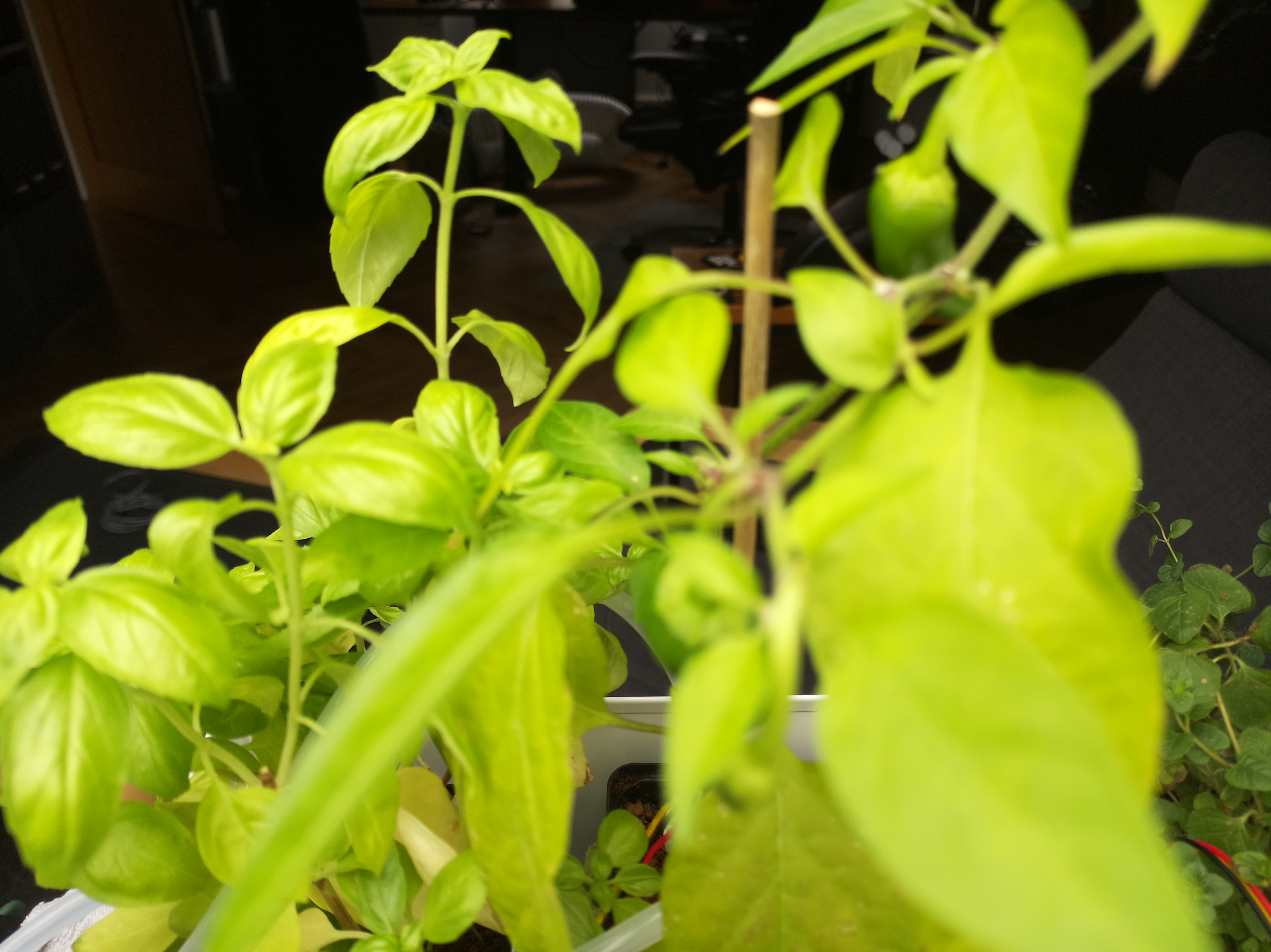 Greenhouse image from Midsummer Momentum at Herb Hub 365