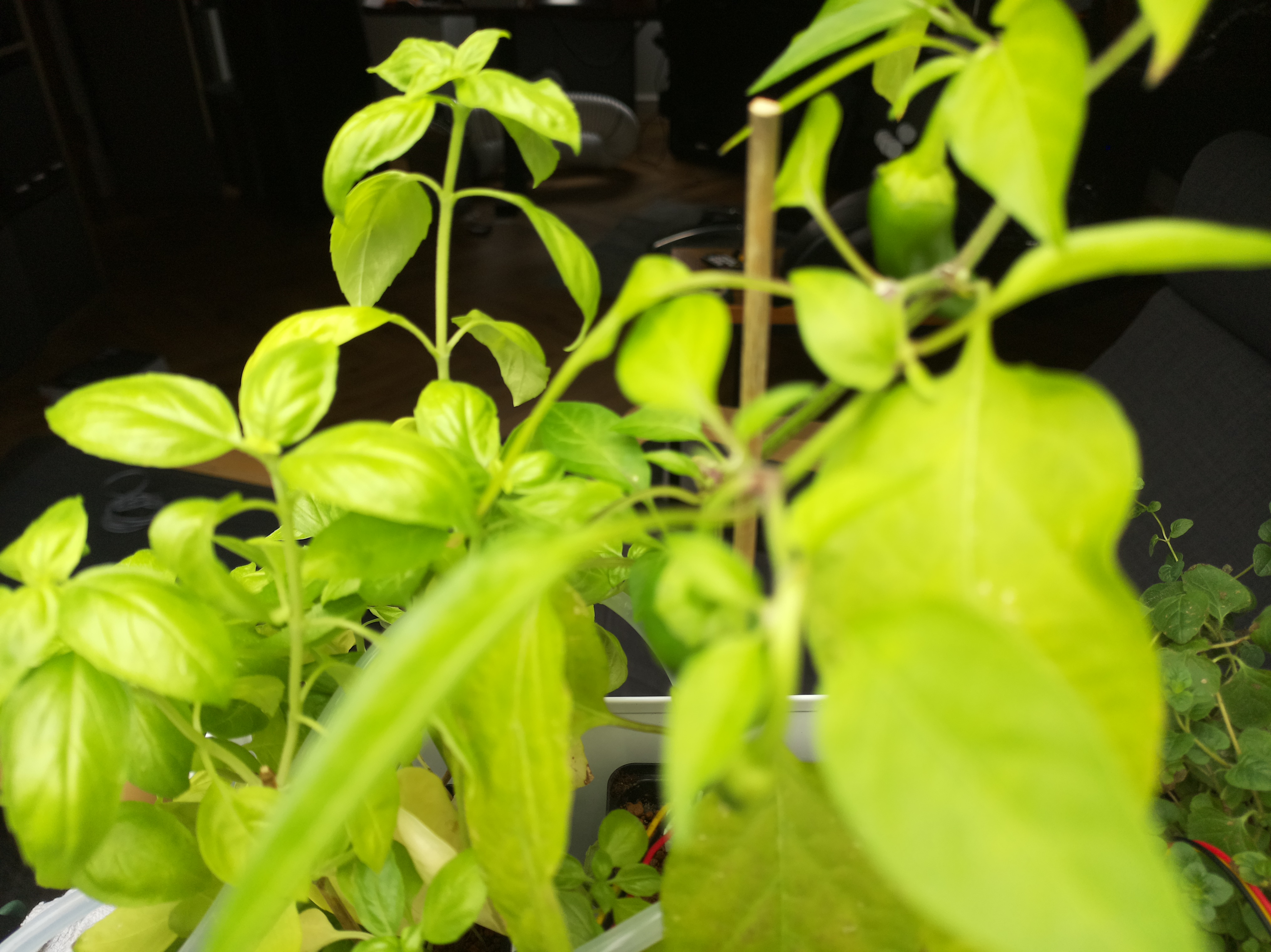 Greenhouse image from Steady Growth and Morning Light at Herb Hub 365