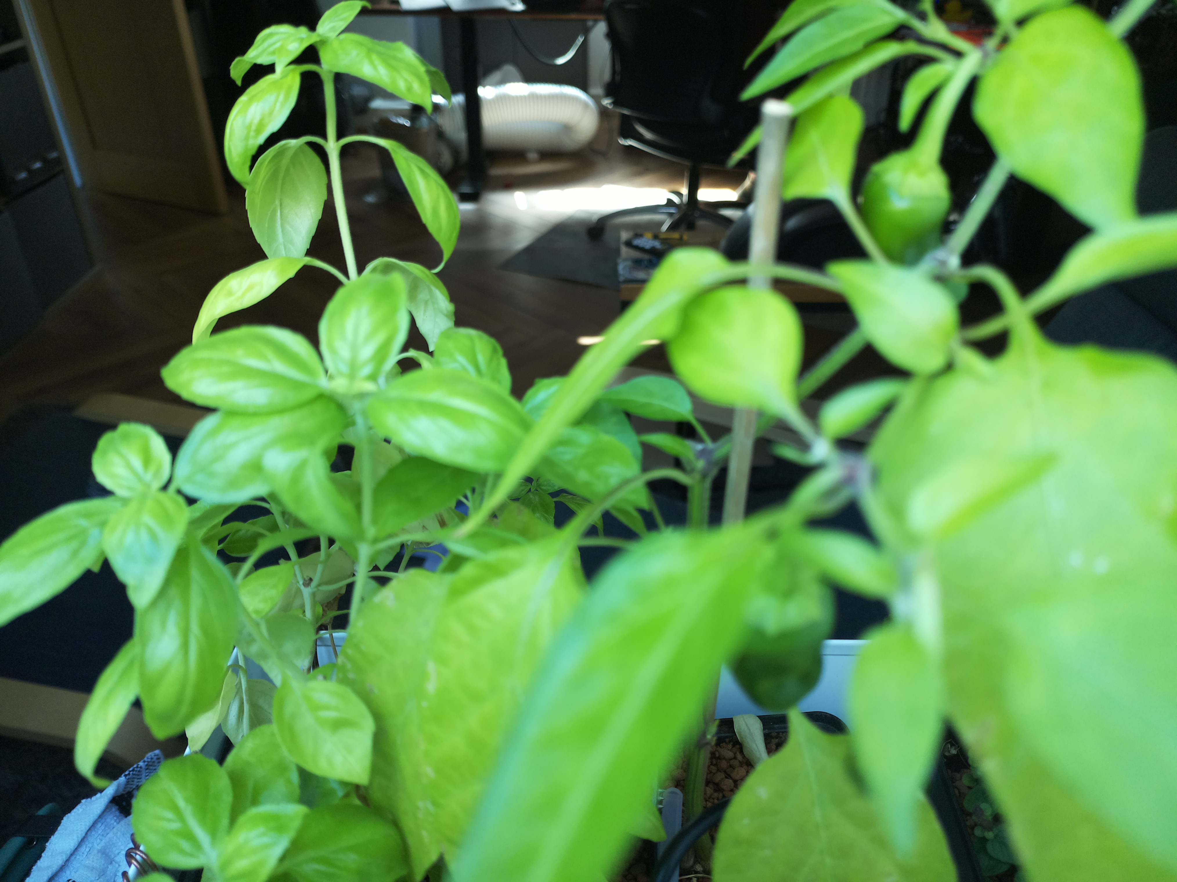 Greenhouse image from Afternoon Warmth at the Hub