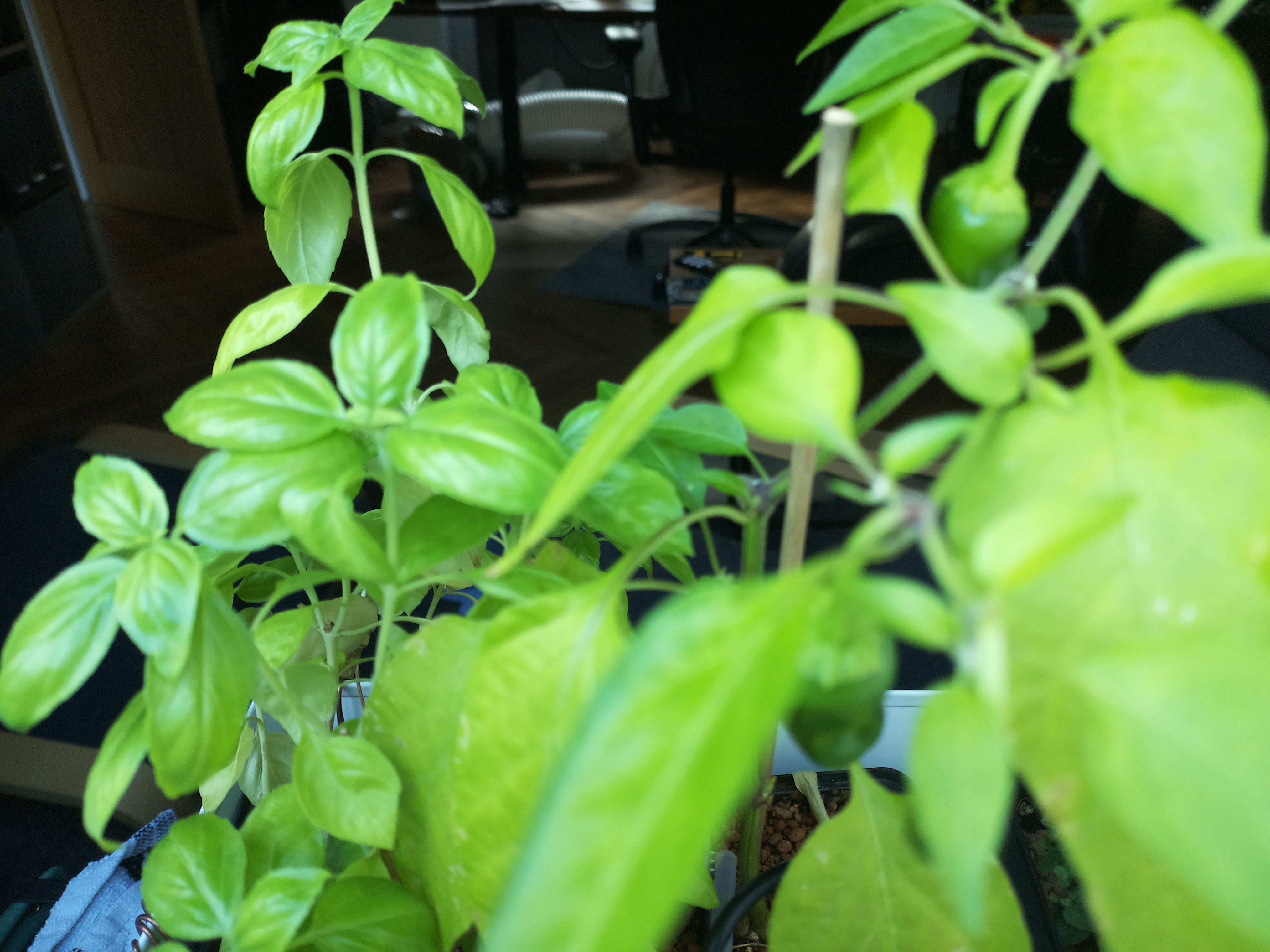 Greenhouse image from A Sunny Morning at Herb Hub 365