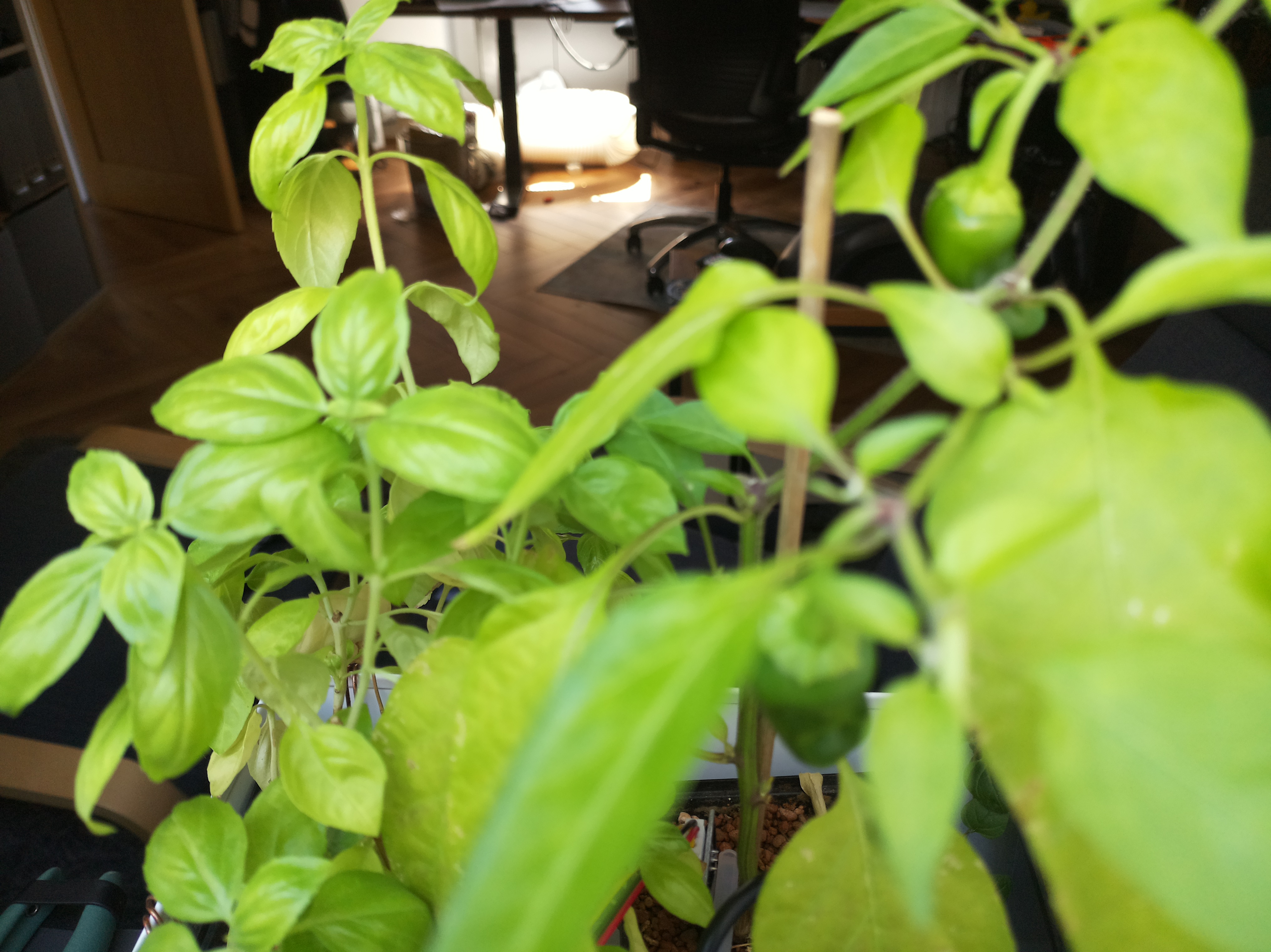 Latest Herb Hub greenhouse journal image: Afternoon Update: A Productive Day in the Hub