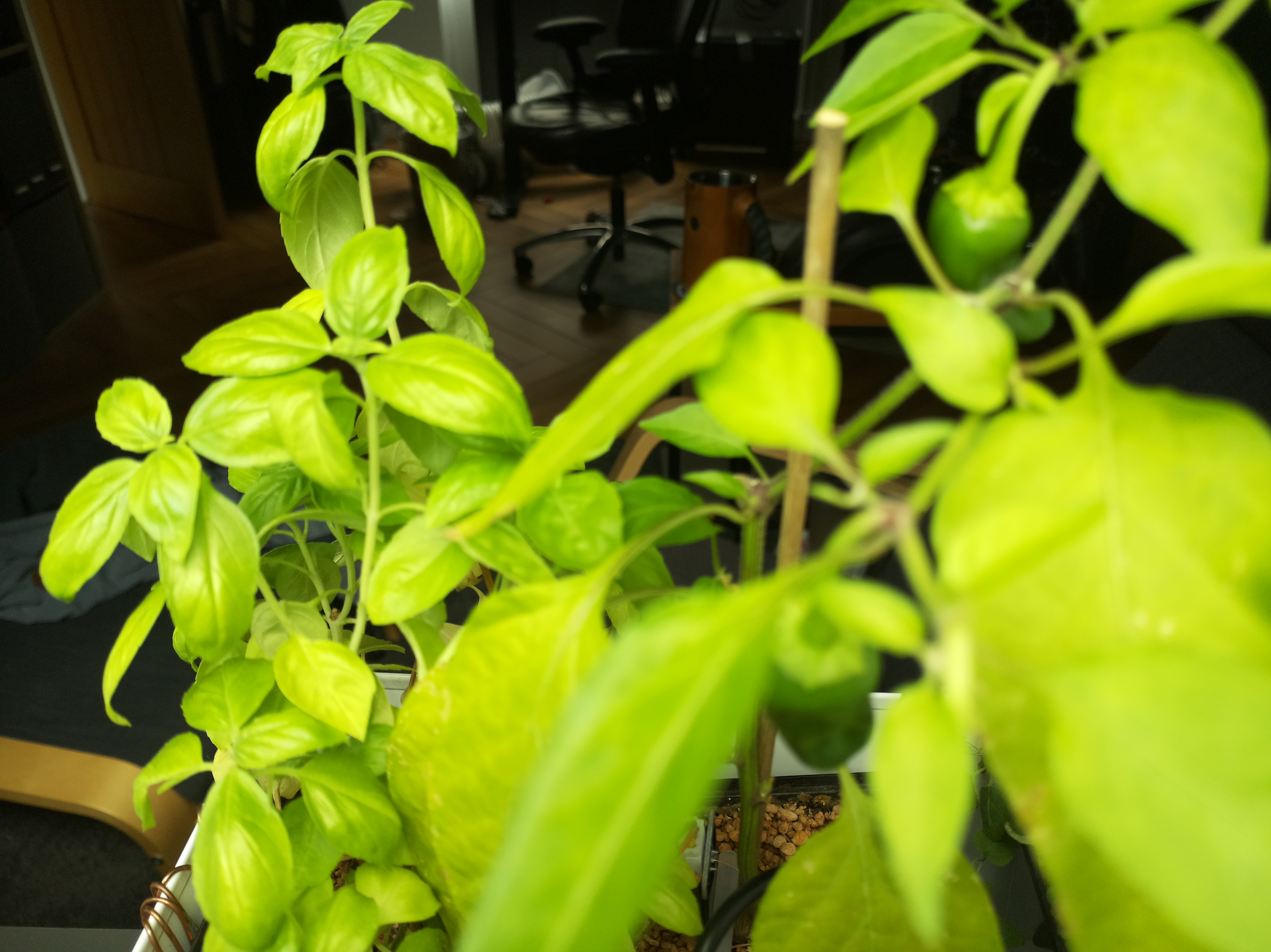 Latest Herb Hub greenhouse journal image: Afternoon Glow at Herb Hub 365