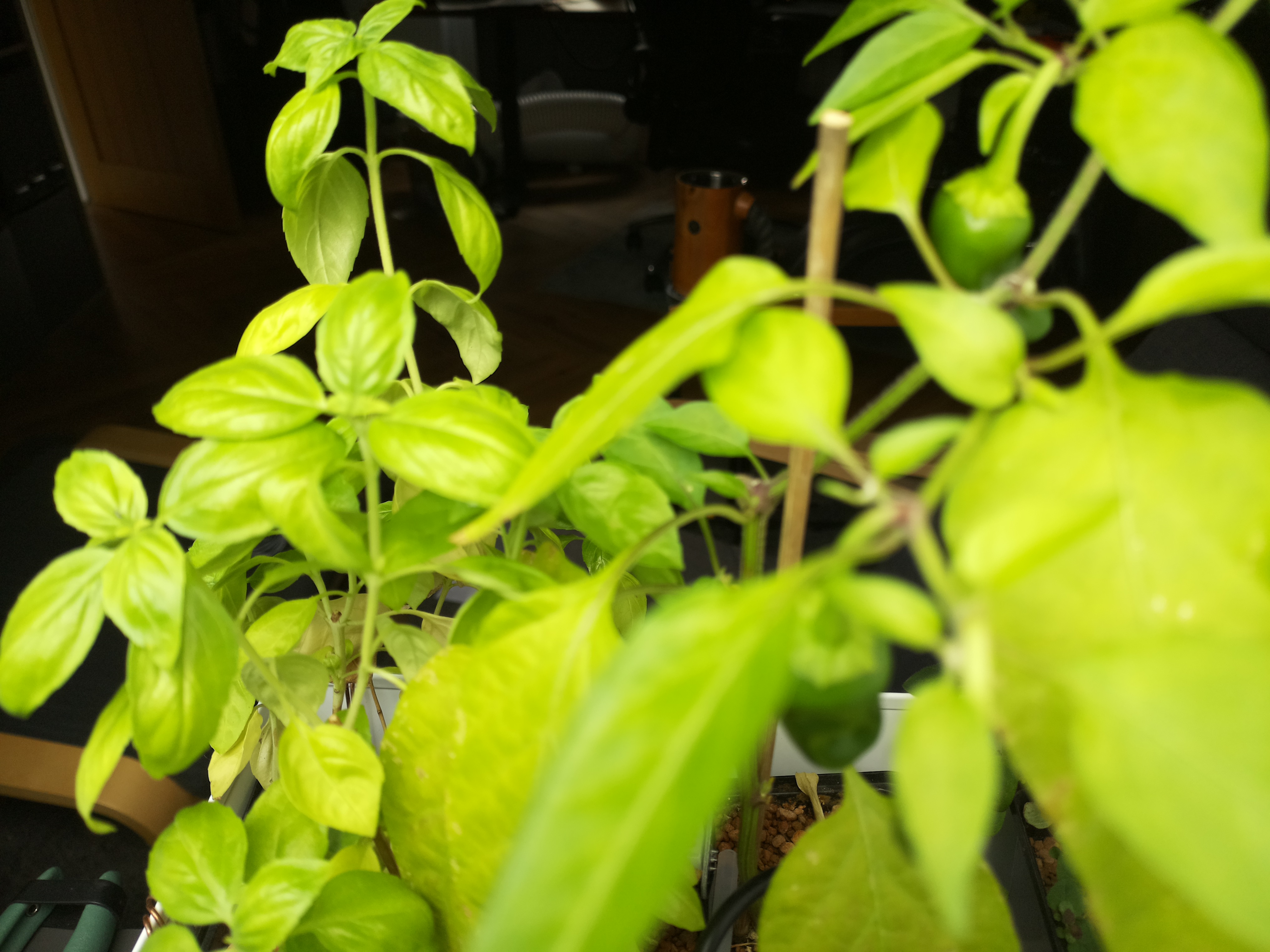Greenhouse image from Steady Morning Growth: July 26, 2026