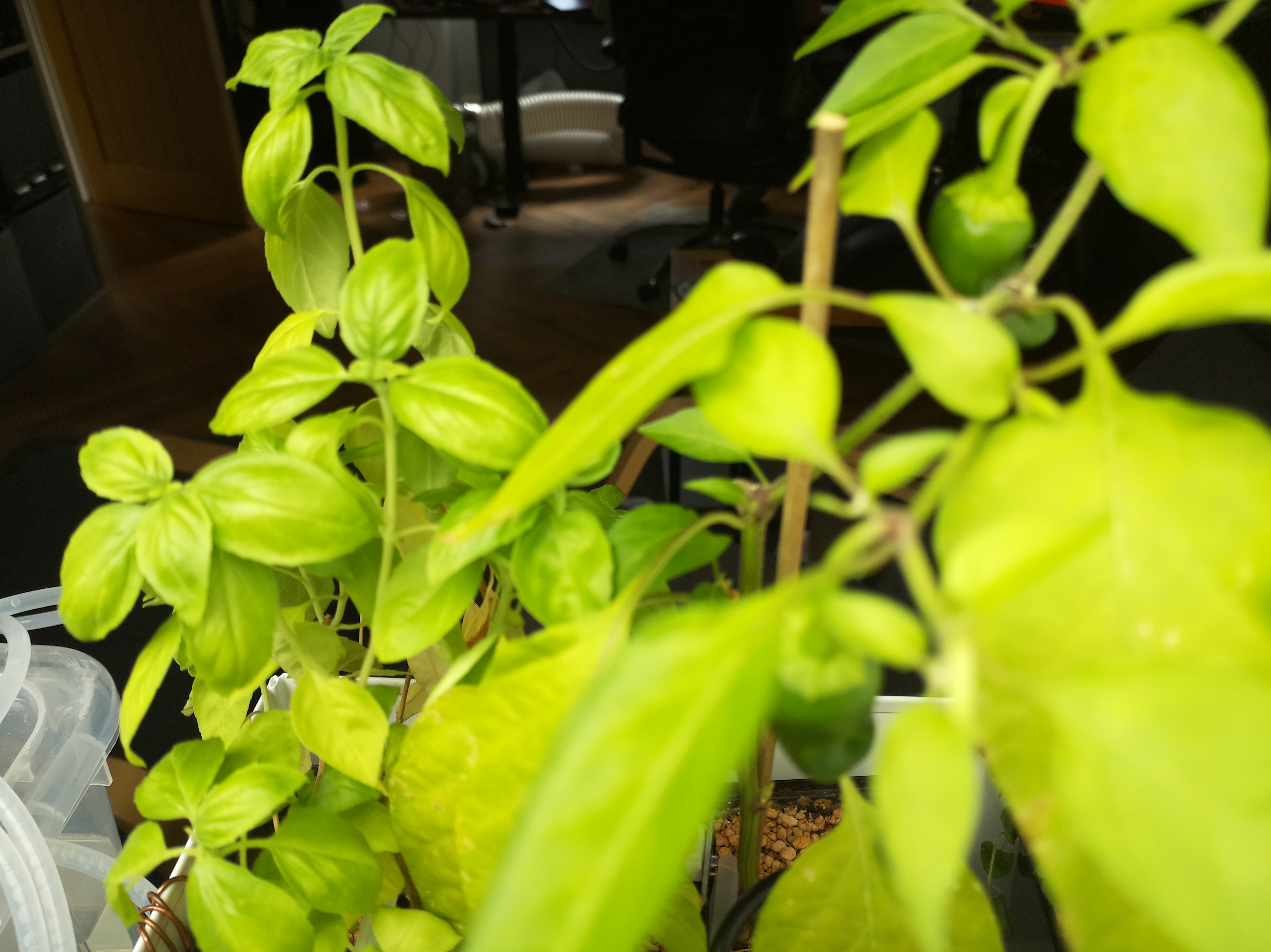 Greenhouse image from Afternoon Sunshine at Herb Hub