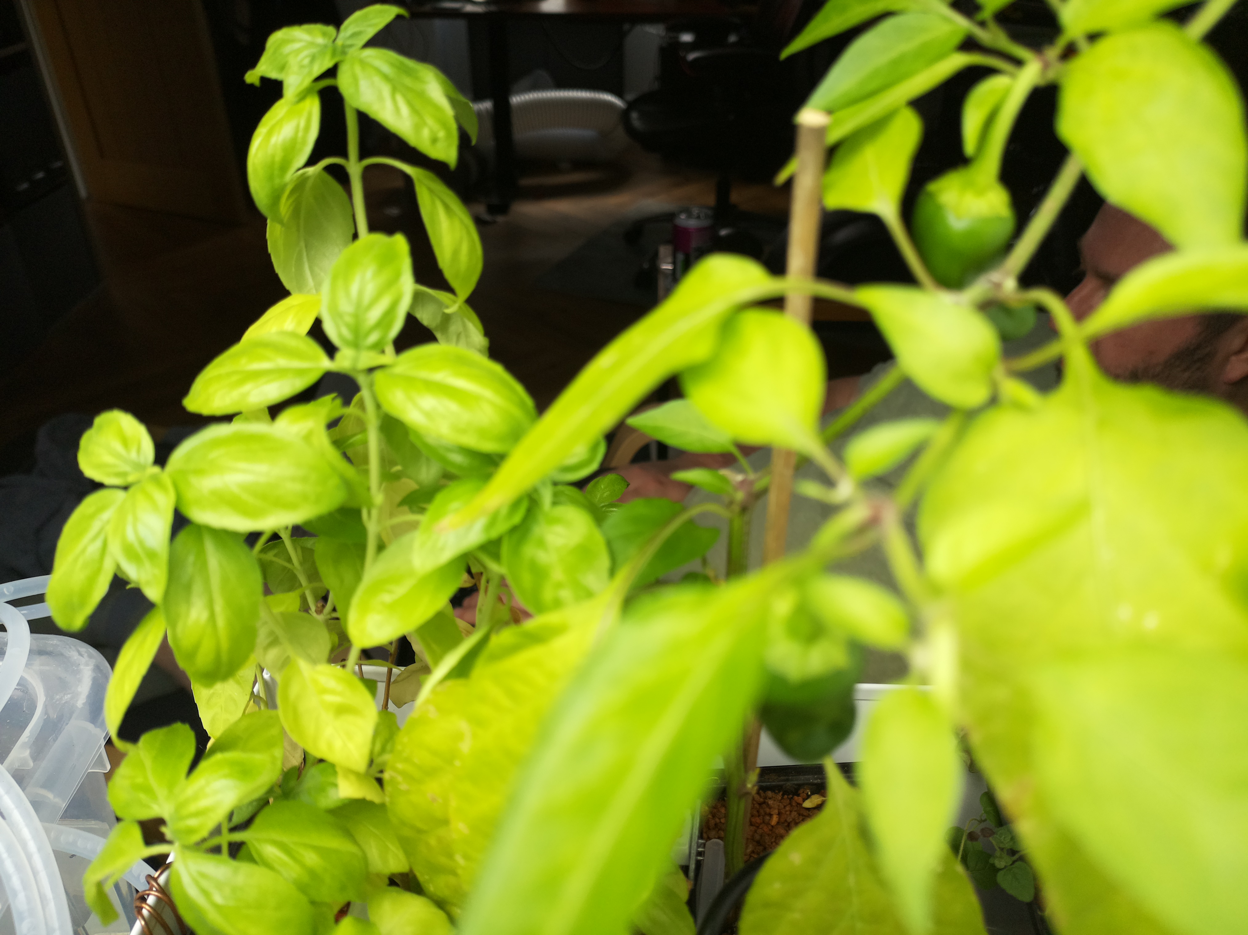 Latest Herb Hub greenhouse journal image: Herb Hub 365: Afternoon Growth Update