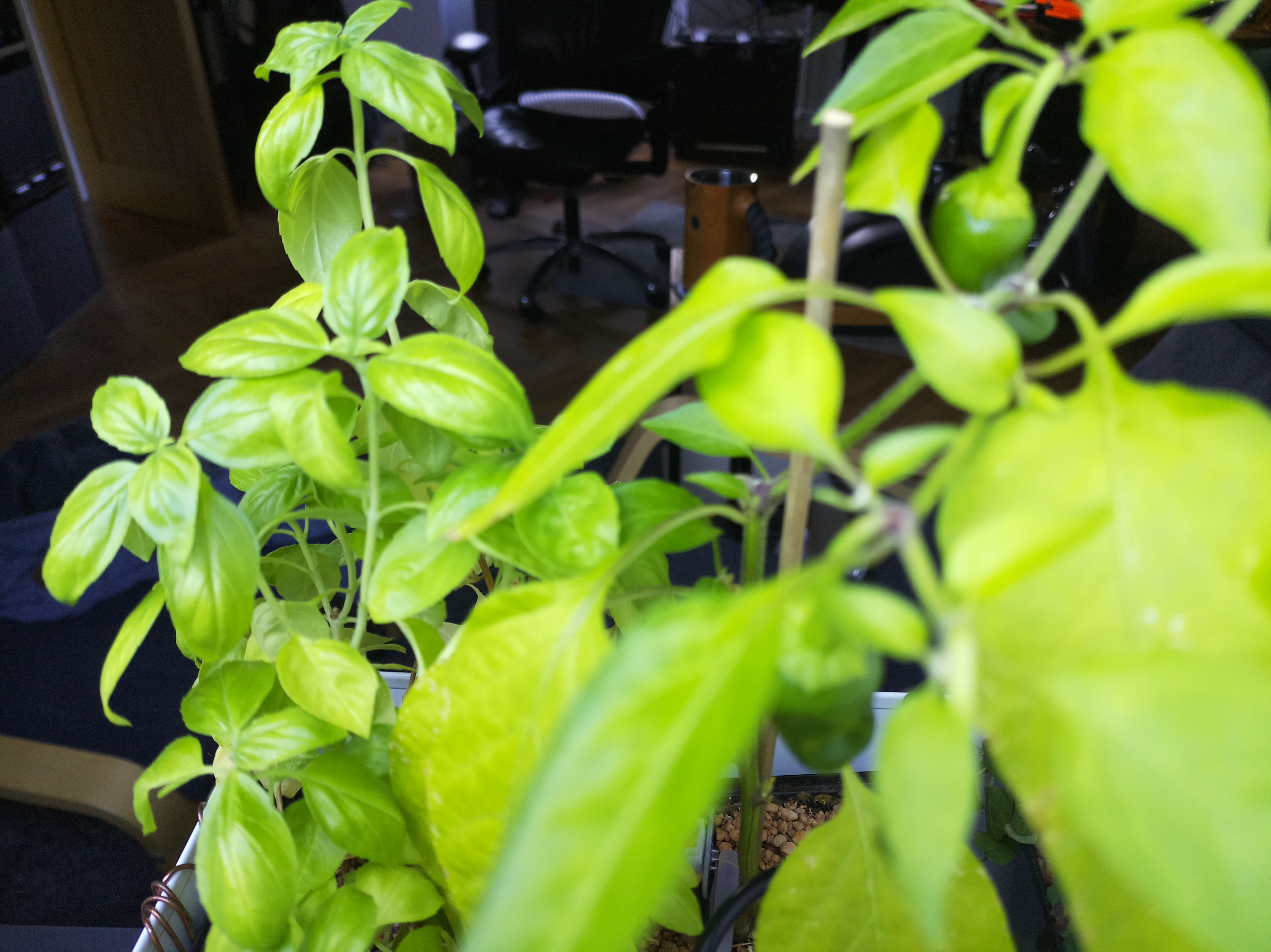 Greenhouse image from Morning Growth at Herb Hub 365