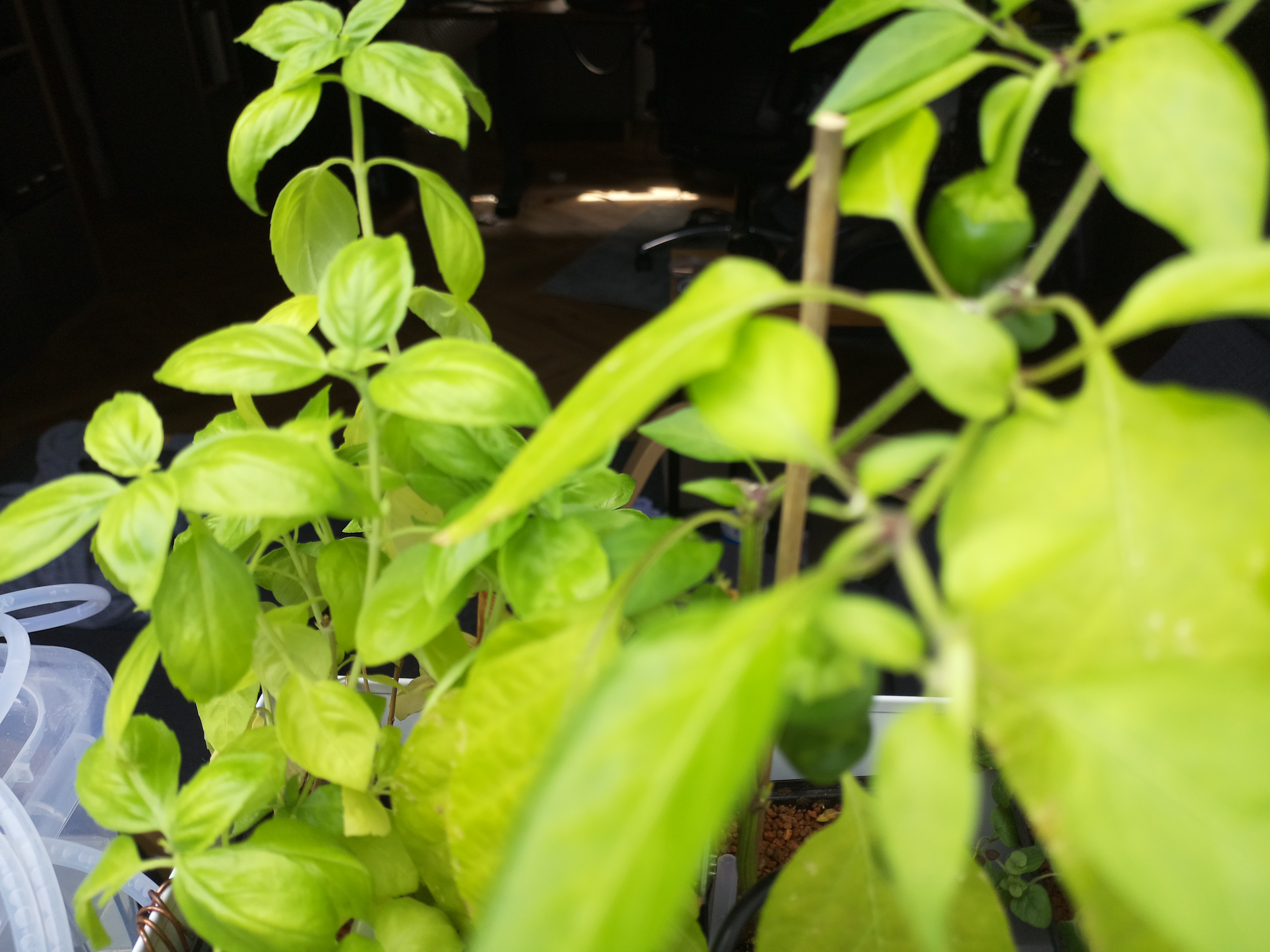Latest Herb Hub greenhouse journal image: Afternoon Warmth at Herb Hub 365