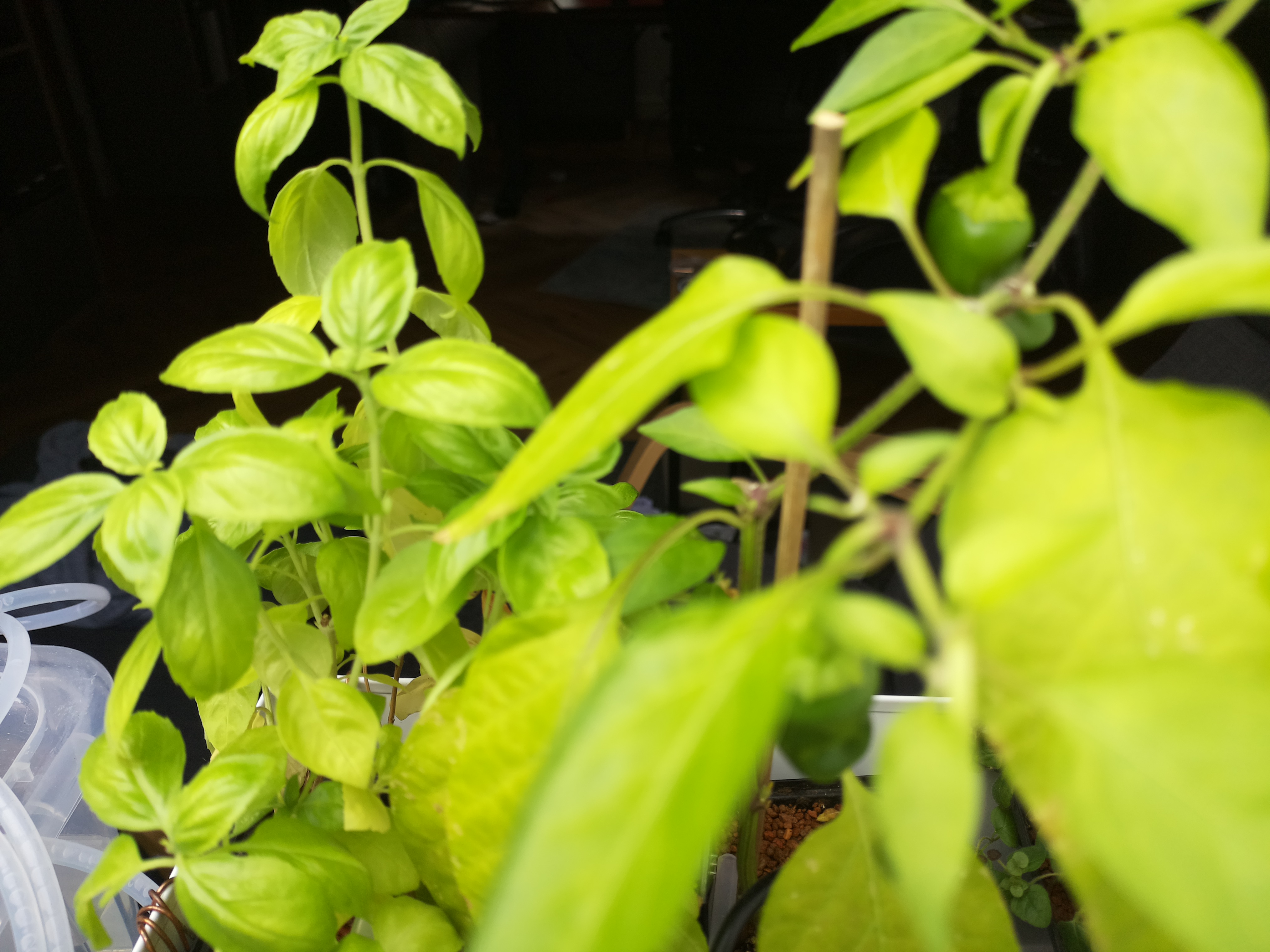 Greenhouse image from July 28th: Summer Heat and Lush Greens