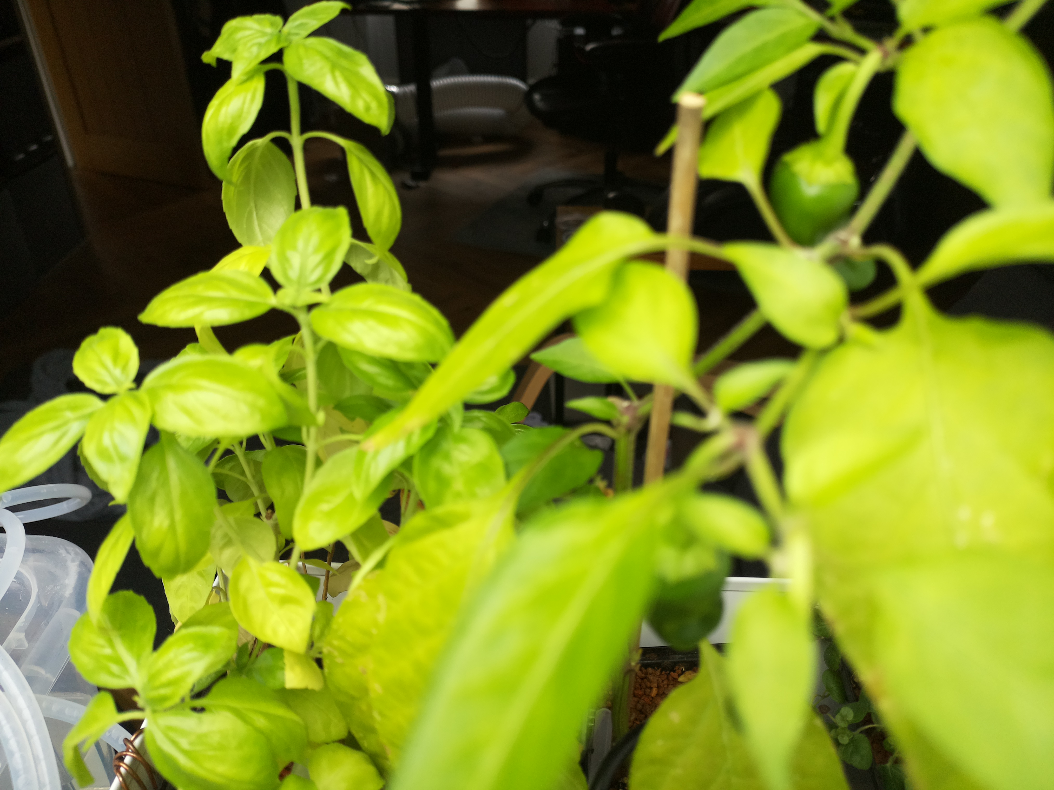 Greenhouse image from Morning Brightness and Mid-Summer Growth