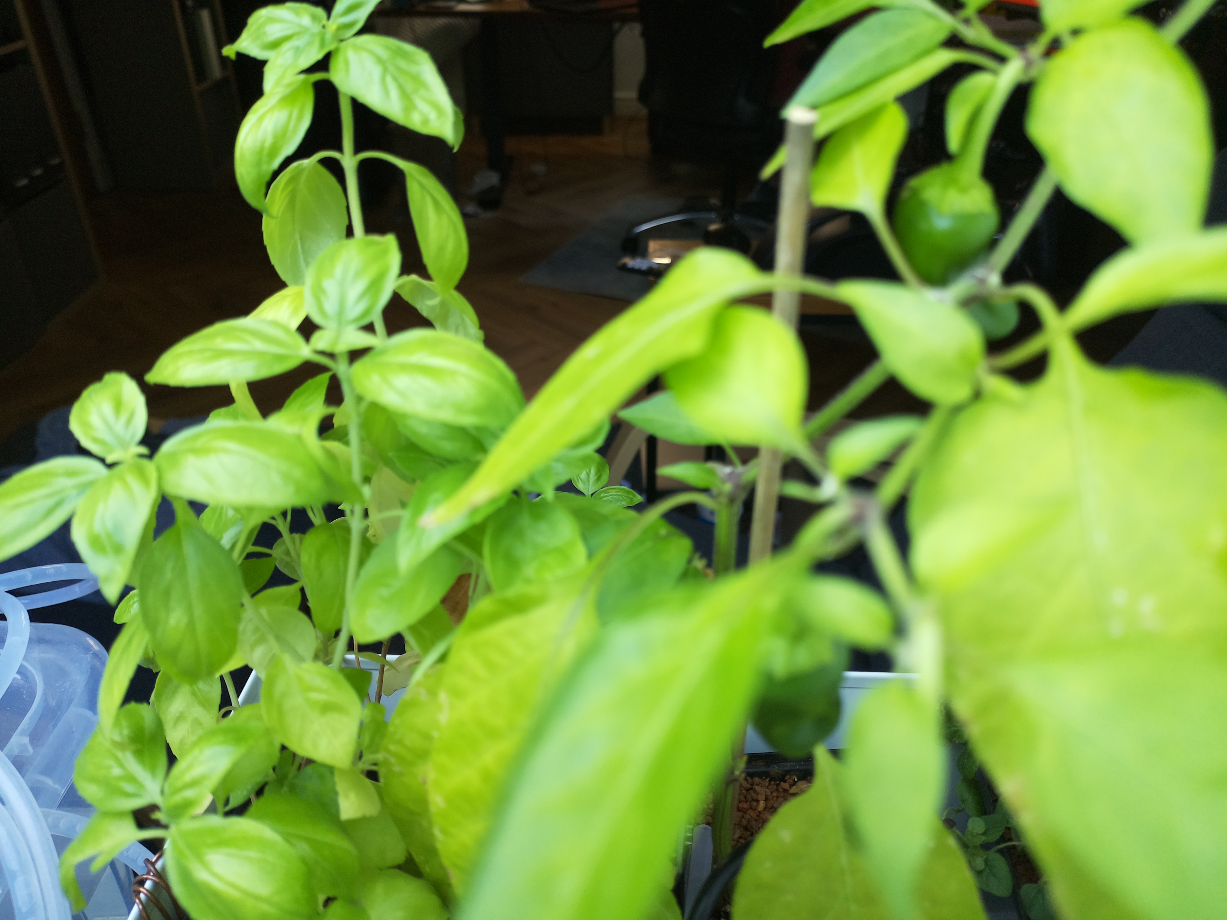 Greenhouse image from Afternoon Heat and Healthy Growth
