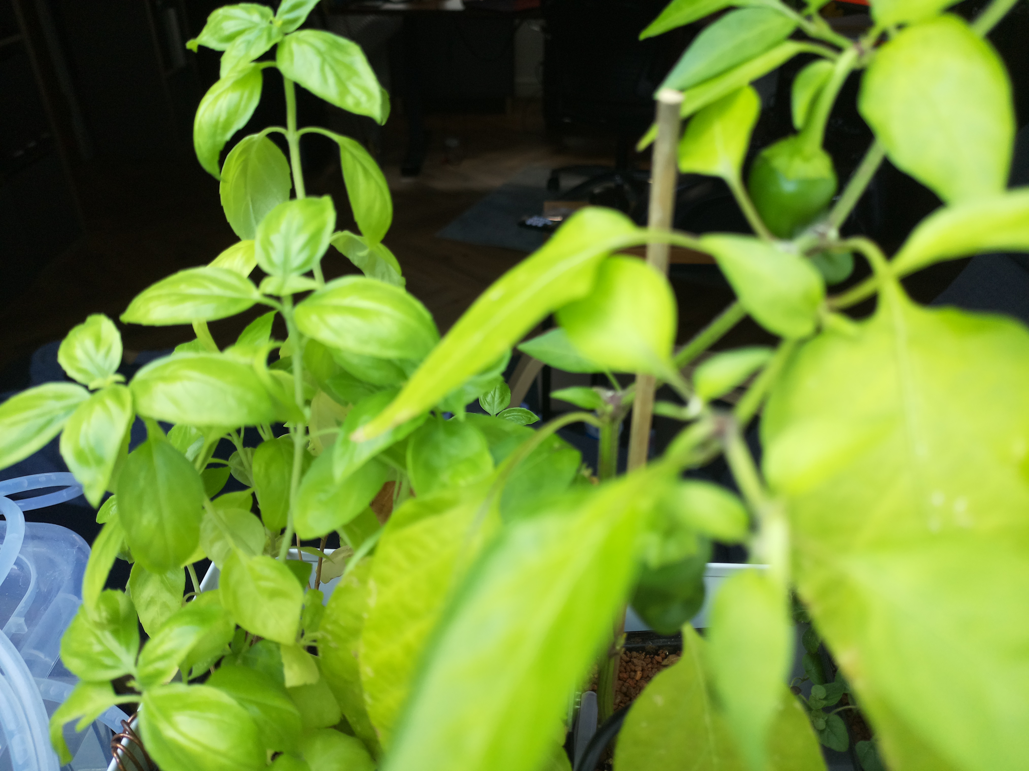 Greenhouse image from Morning Growth at Herb Hub