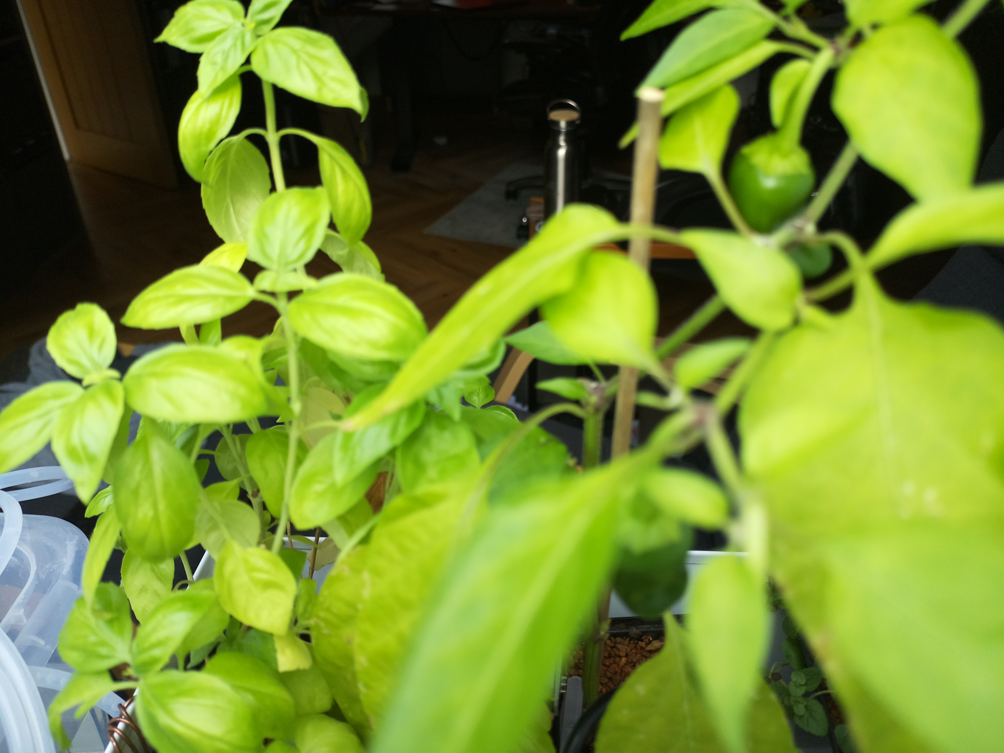 Greenhouse image from Summer Afternoon at Herb Hub 365