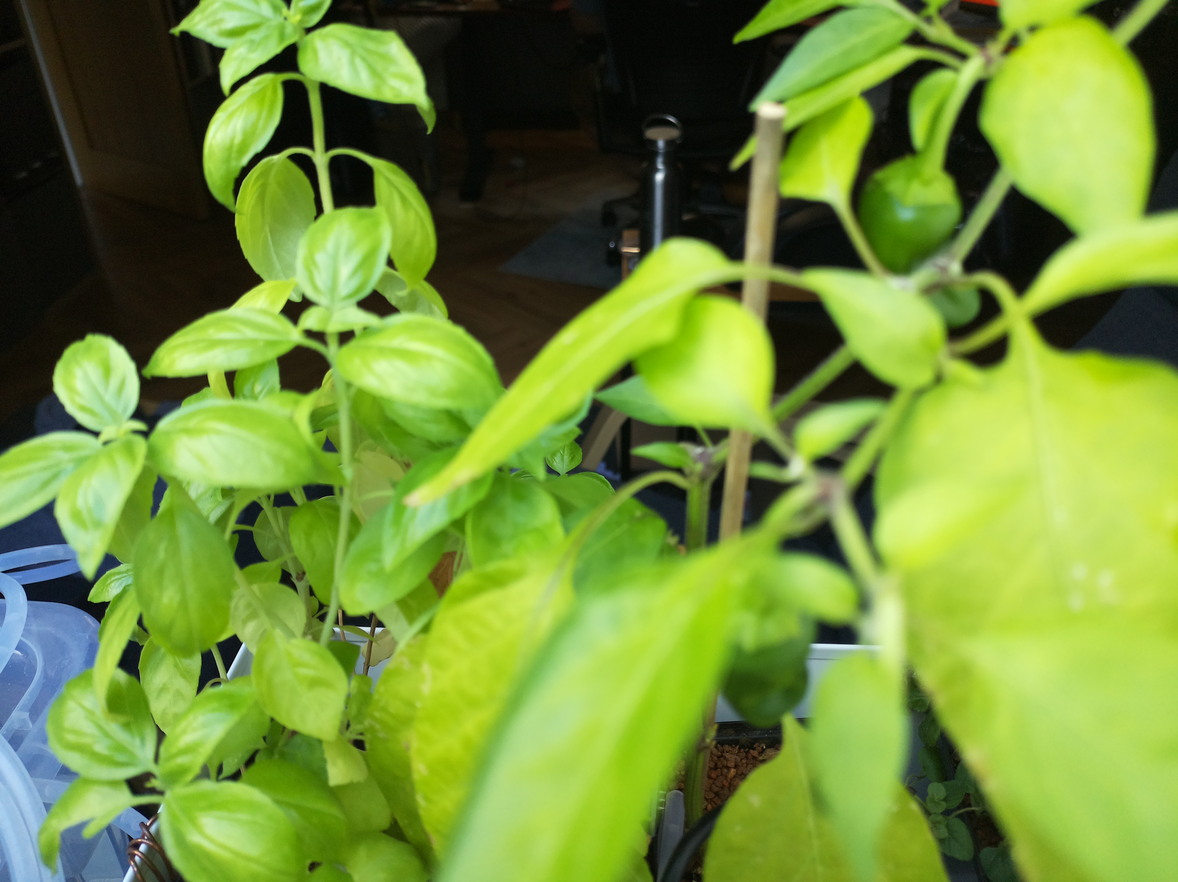 Latest Herb Hub greenhouse journal image: Afternoon Update: A Warm and Productive Day at Herb Hub 365