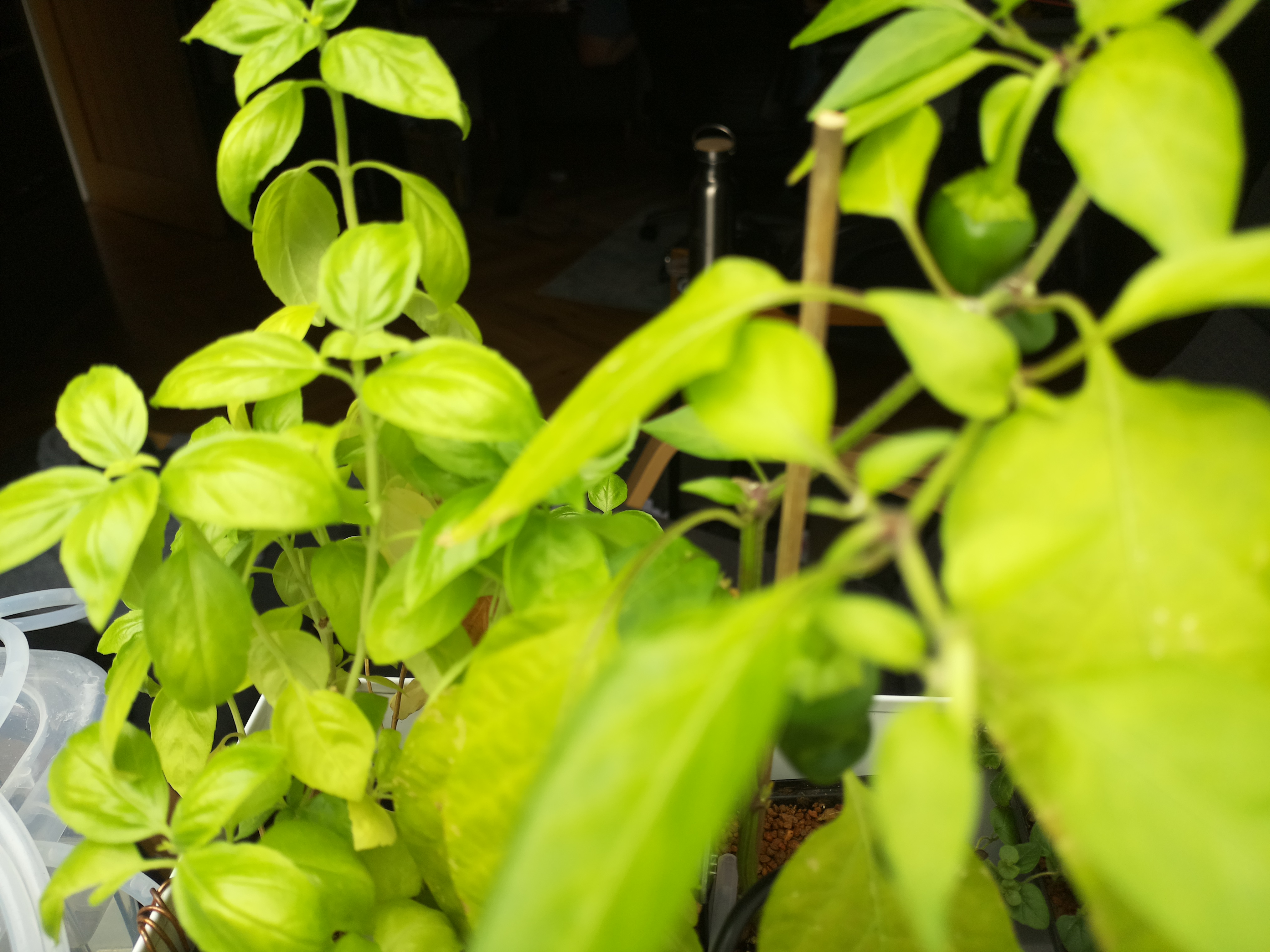 Greenhouse image from Afternoon Warmth and Growth at Herb Hub 365