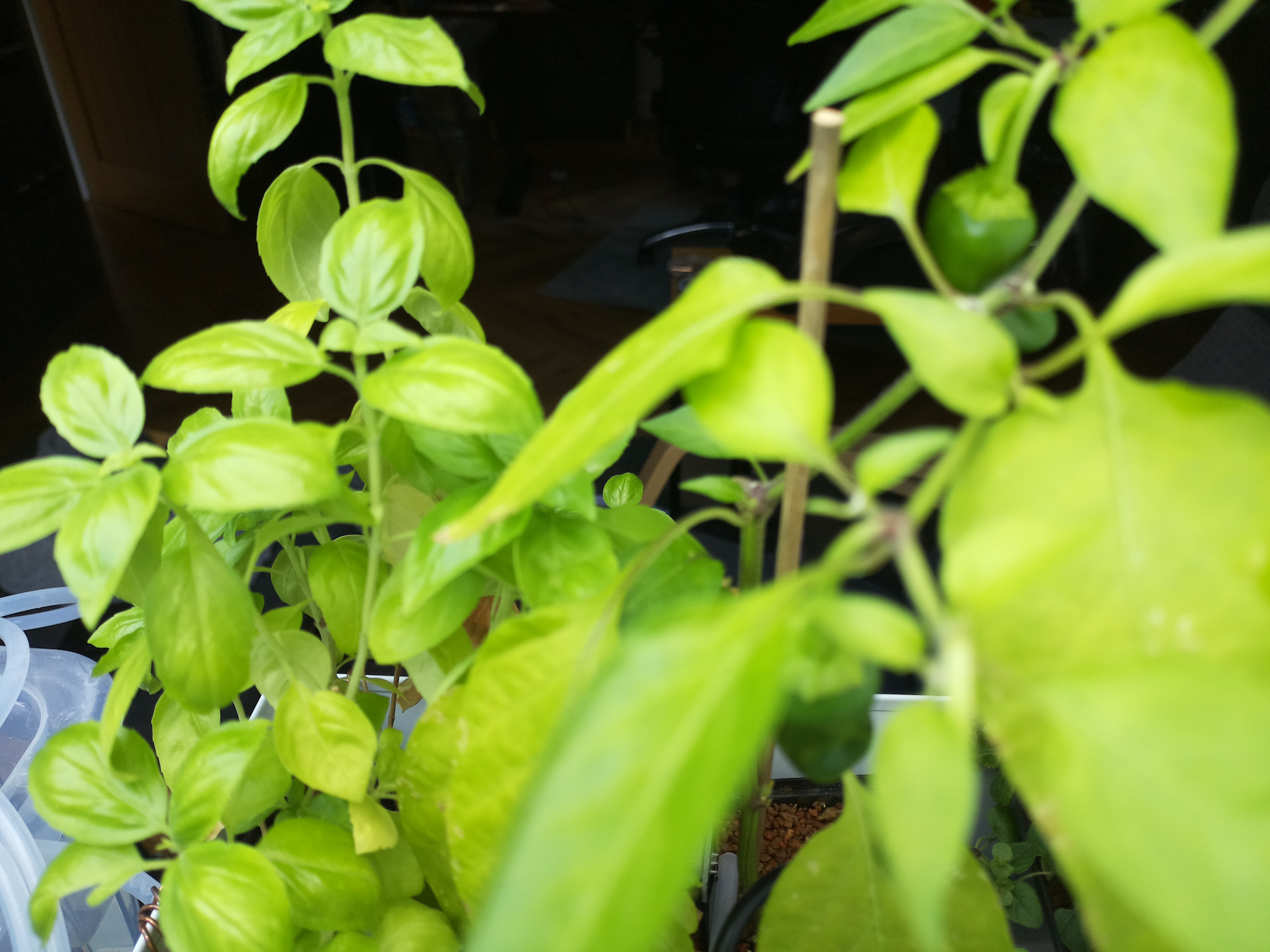 Latest Herb Hub greenhouse journal image: A Sunny Afternoon at Herb Hub 365