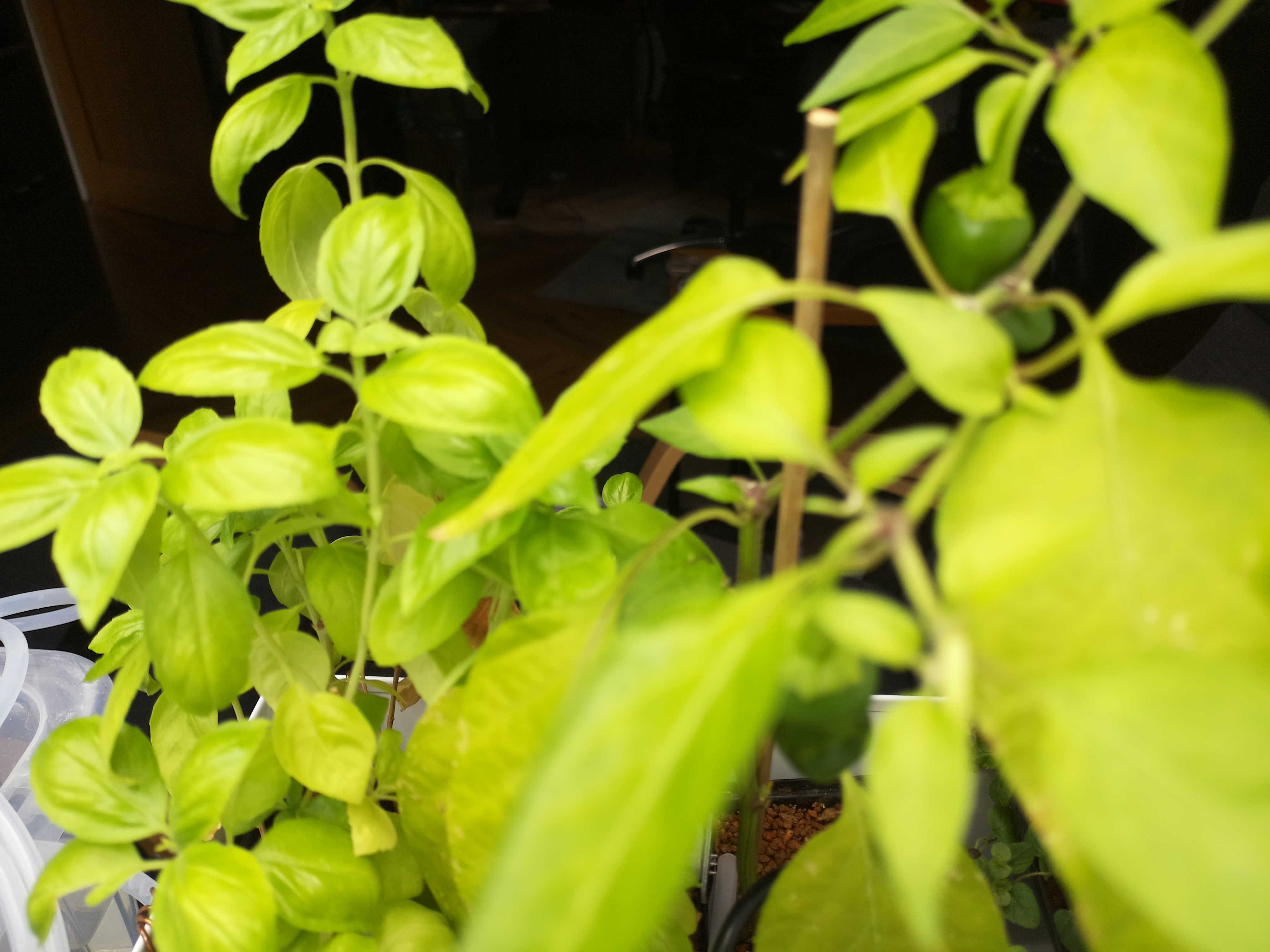 Greenhouse image from Sun-Drenched at Herb Hub 365