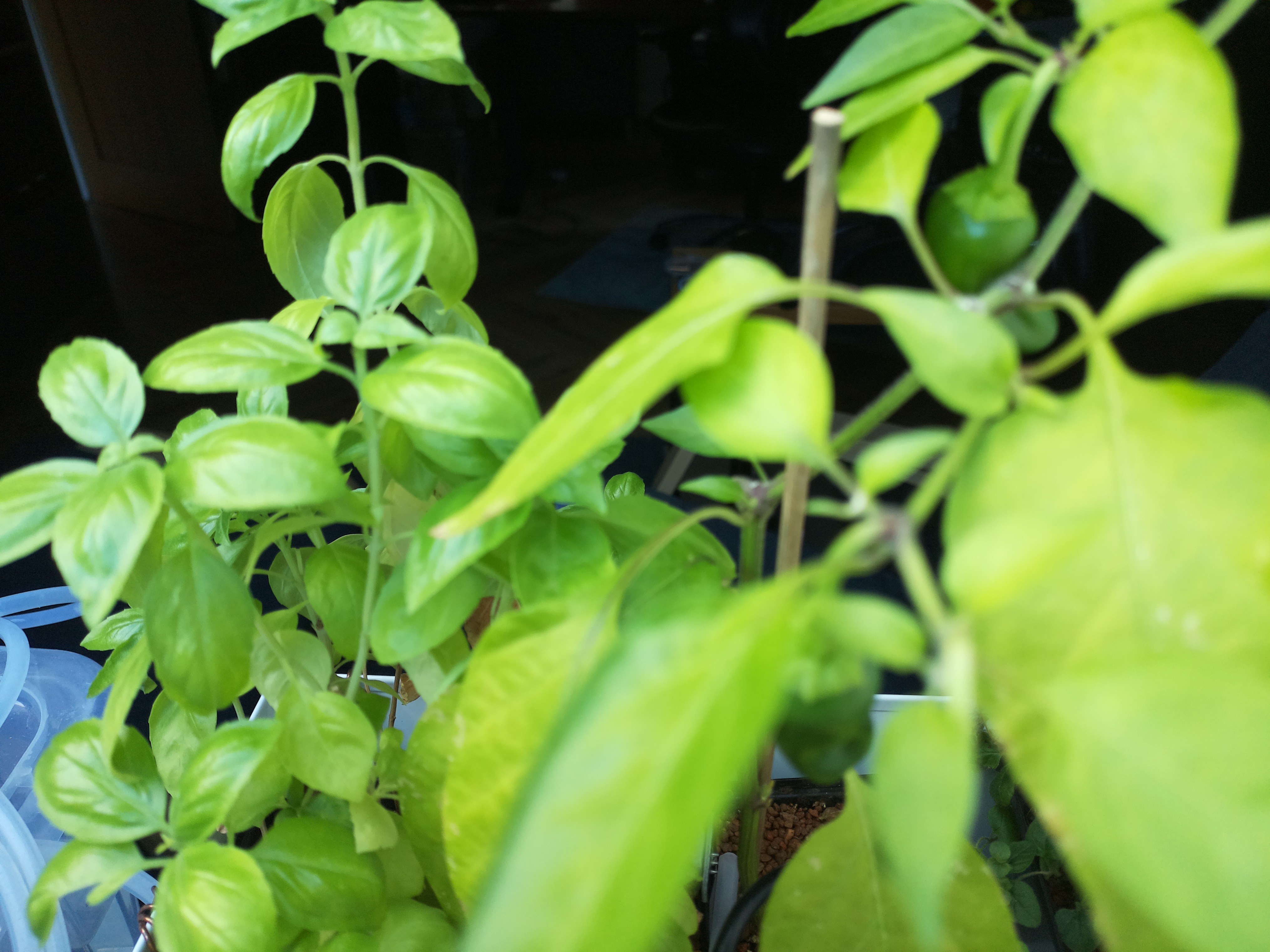Greenhouse image from A Bright Start to August