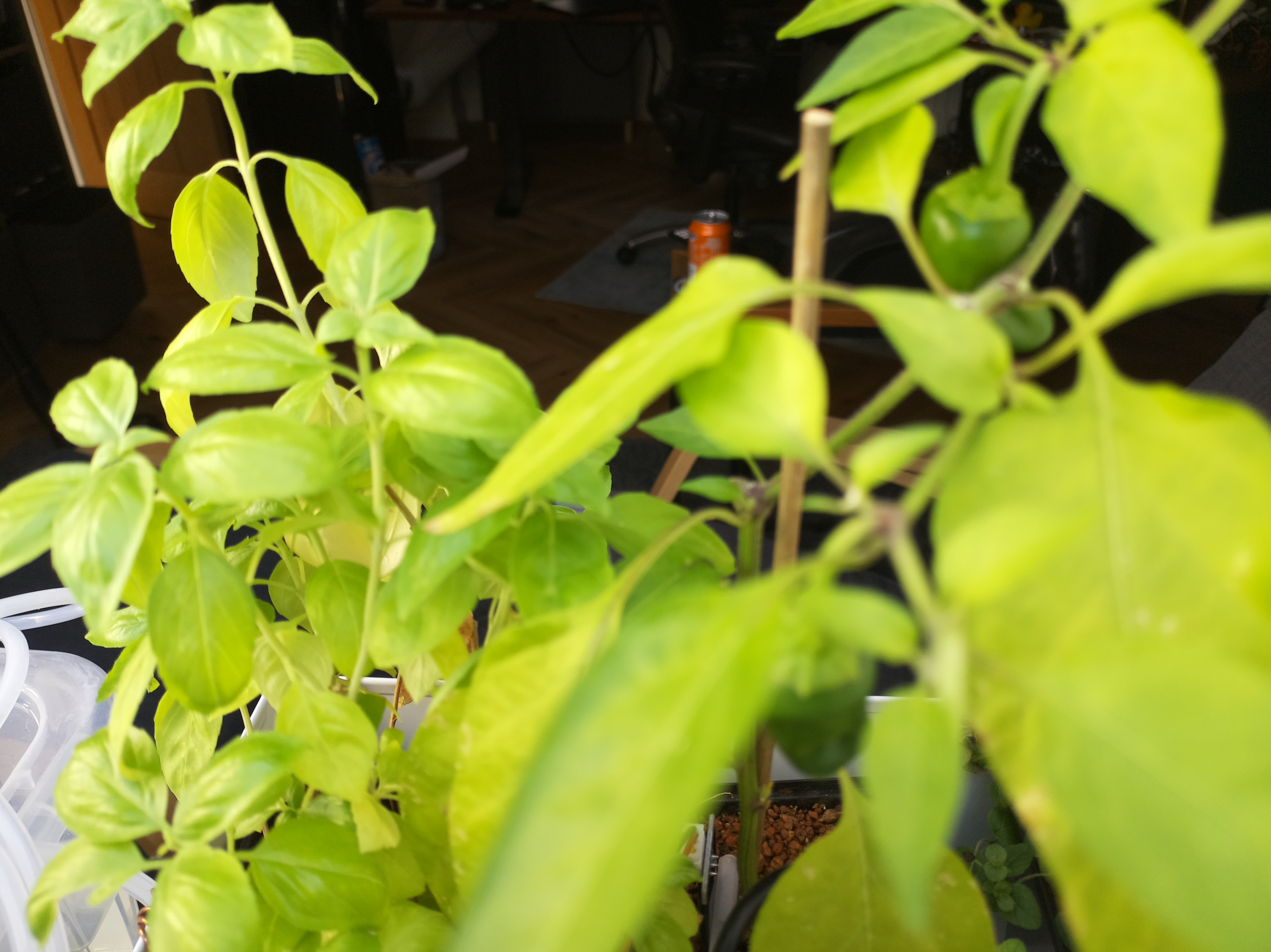 Latest Herb Hub greenhouse journal image: August Heat and Hydrated Herbs