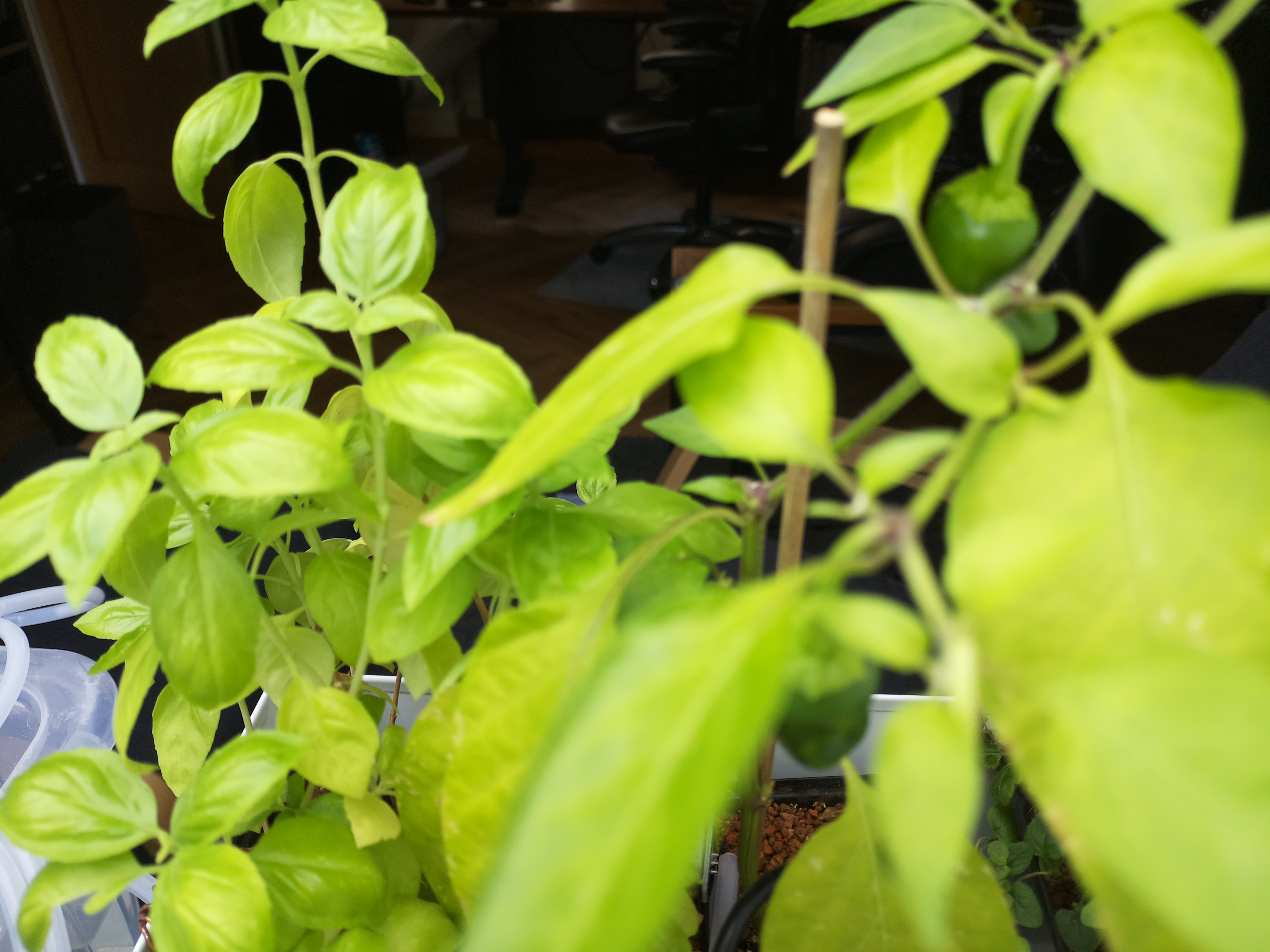 Greenhouse image from A Bright Morning at Herb Hub 365