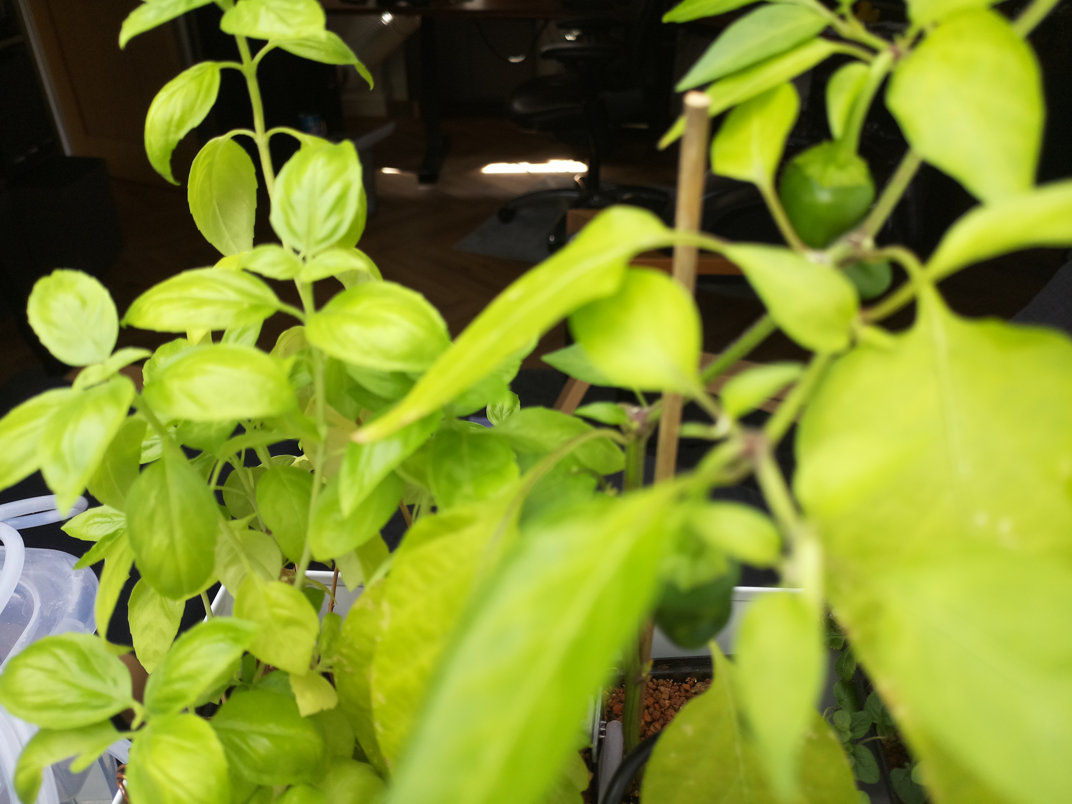 Latest Herb Hub greenhouse journal image: August 2nd: Greenhouse Update