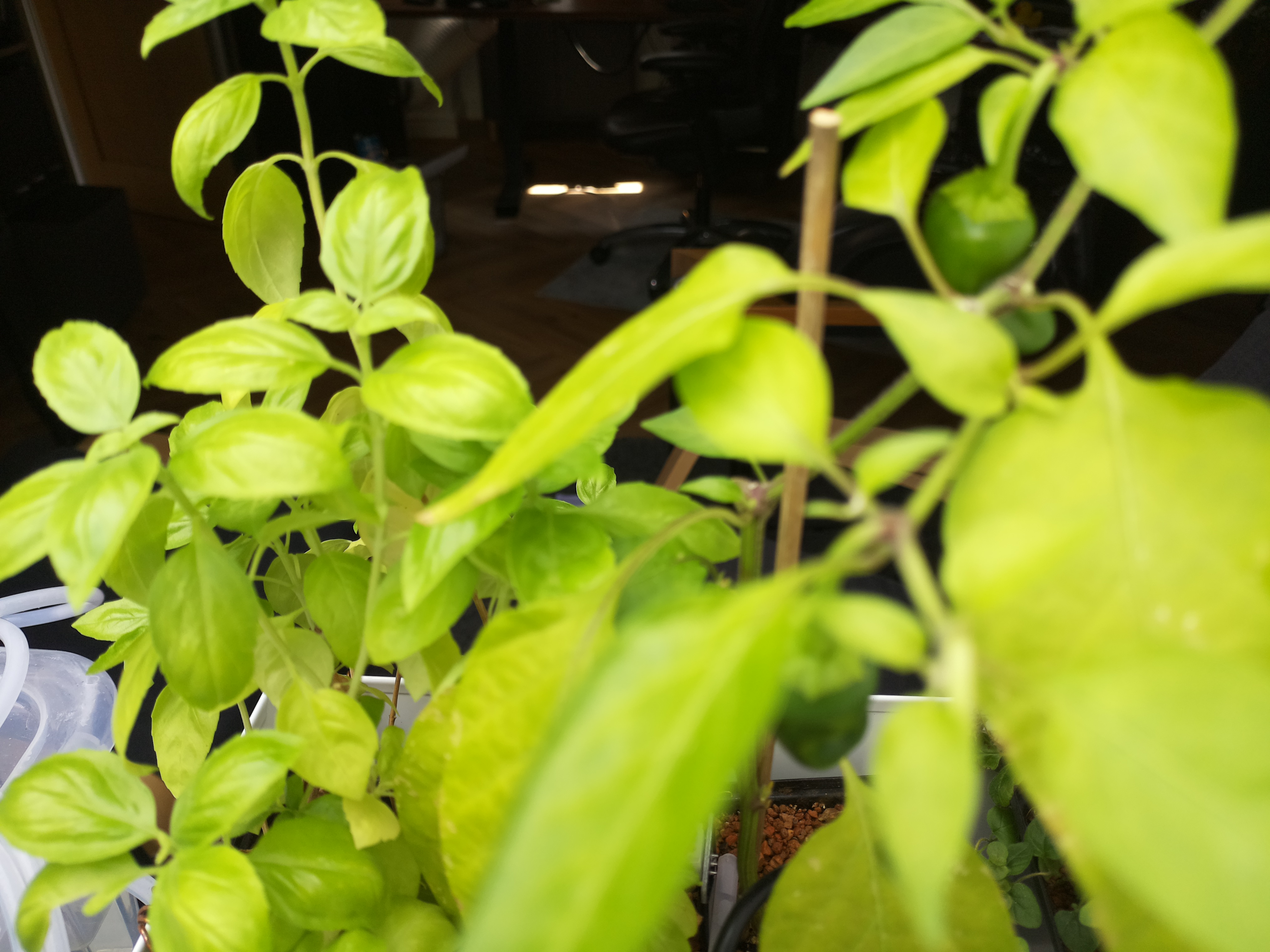 Greenhouse image from Sunny Afternoon at Herb Hub 365