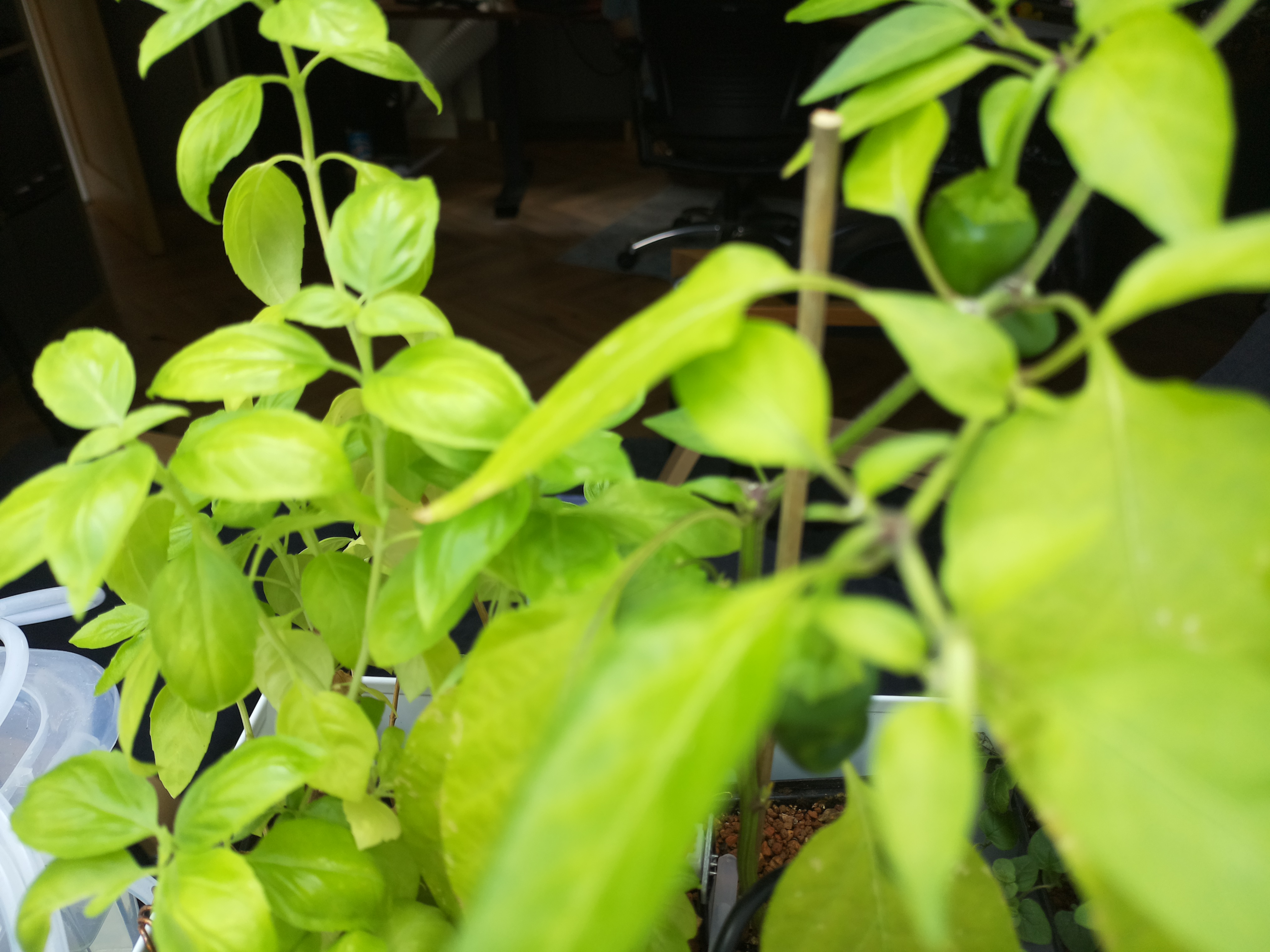 Latest Herb Hub greenhouse journal image: Afternoon Growth at Herb Hub 365