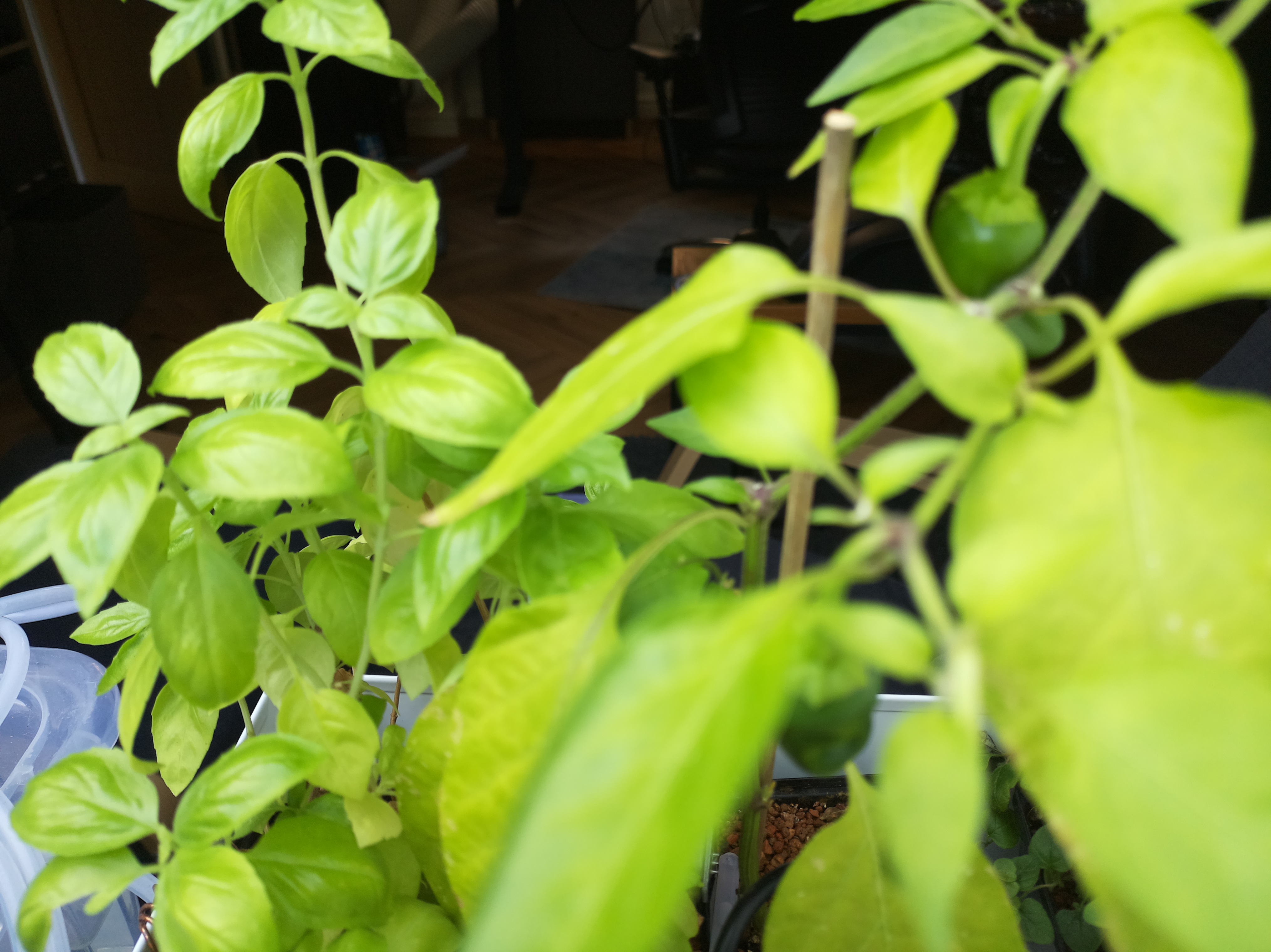 Greenhouse image from Afternoon Sun and Rising Temperatures at Herb Hub 365