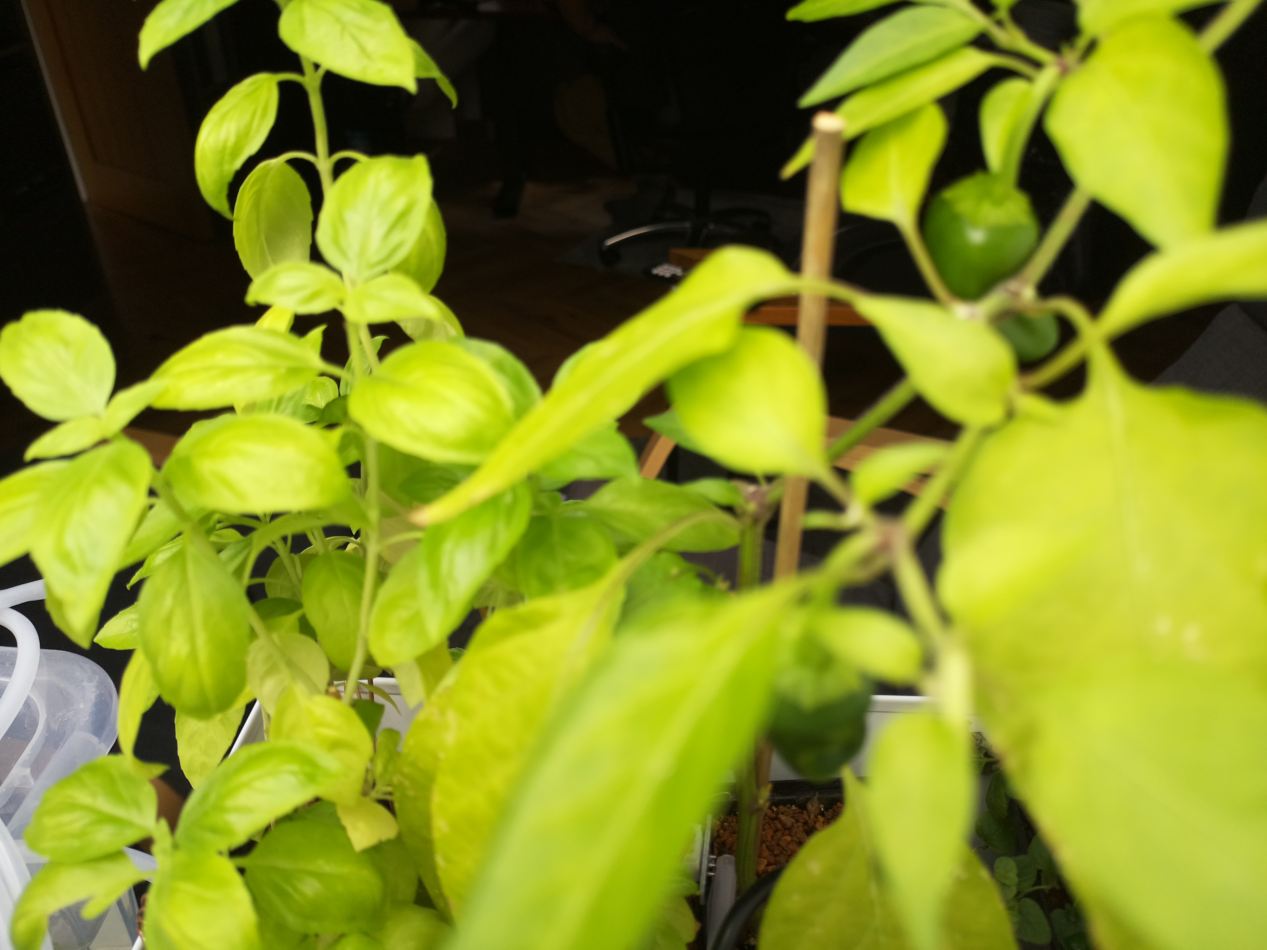 Greenhouse image from Afternoon Heat and Growth at Herb Hub 365
