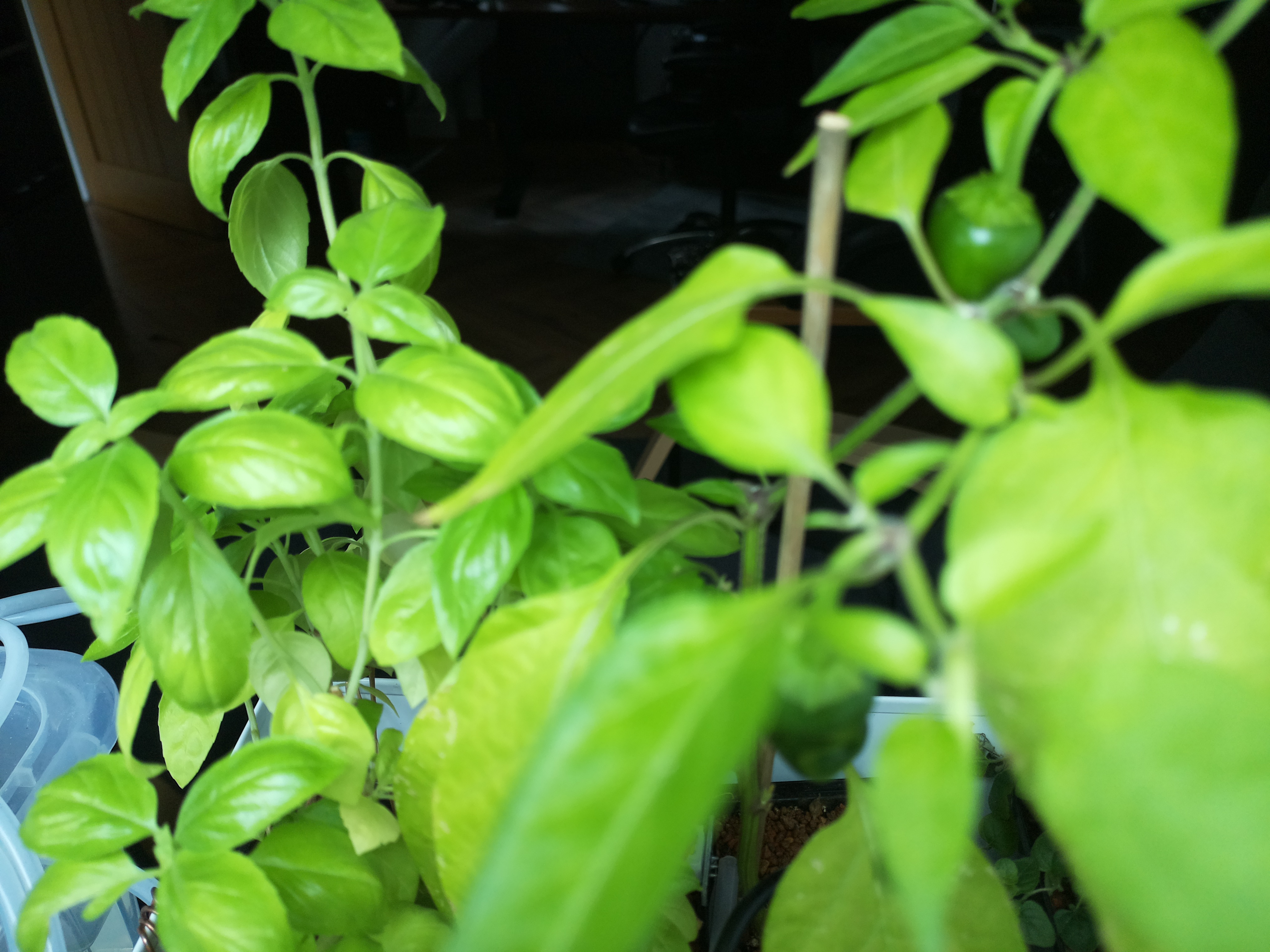 Latest Herb Hub greenhouse journal image: Afternoon Warmth and Steady Growth