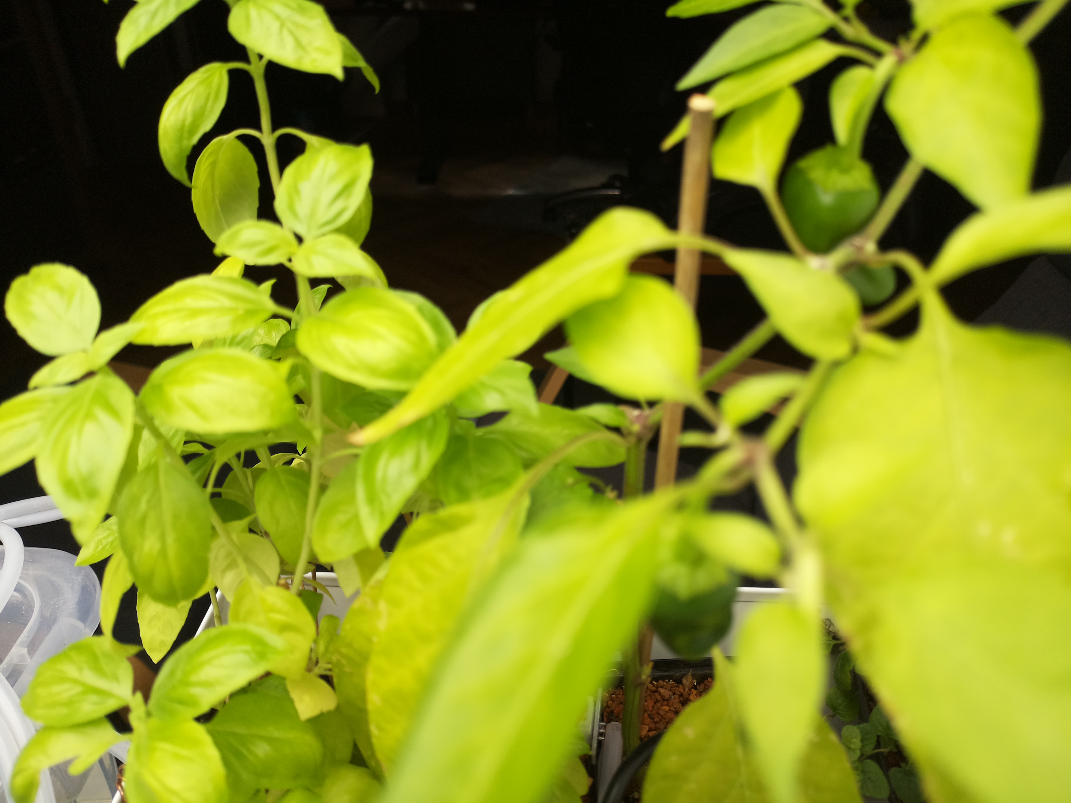 Greenhouse image from Mid-Summer Greenhouse Vitality