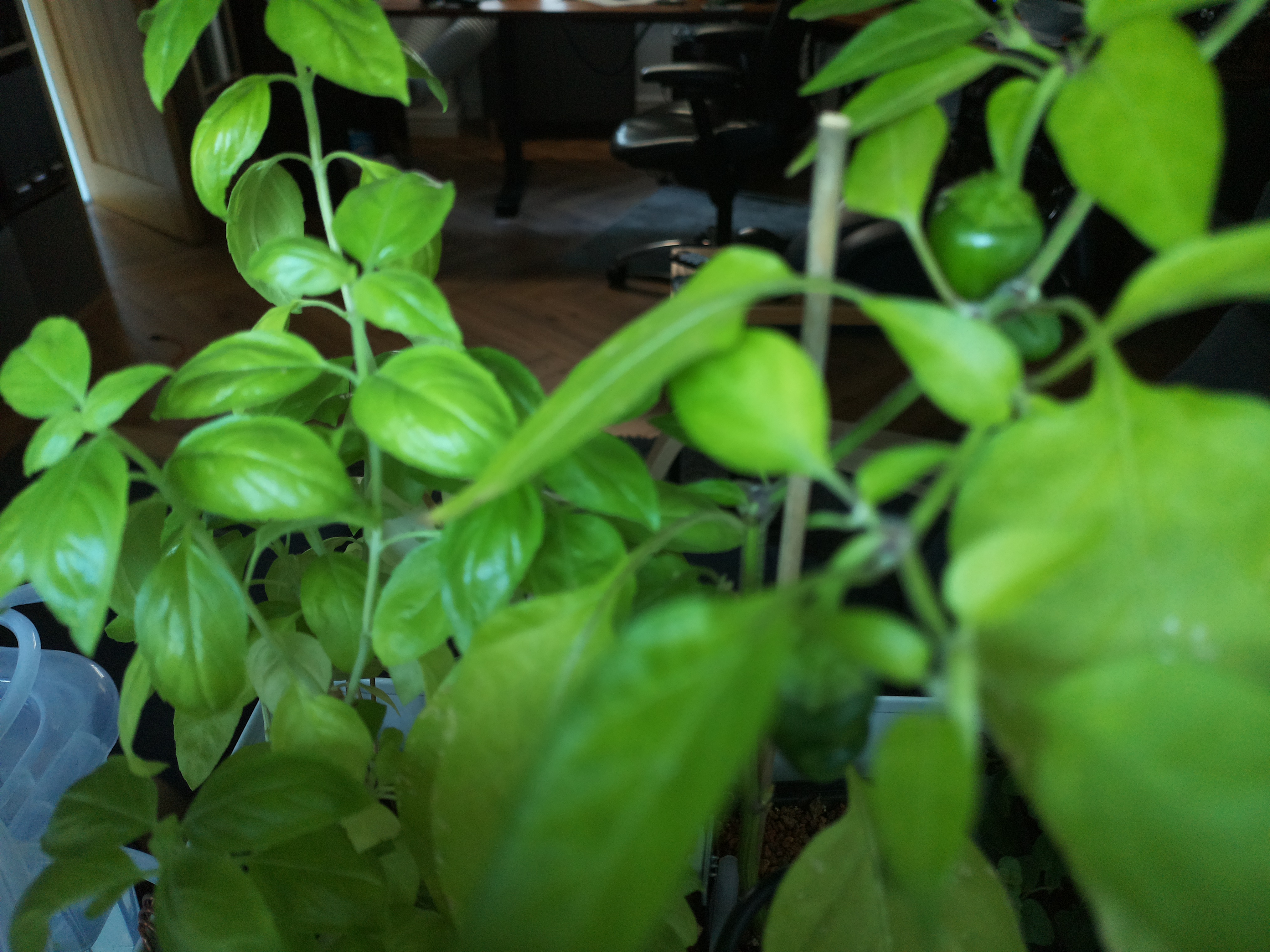 Greenhouse image from August 5th: Steady Growth and Lush Greens