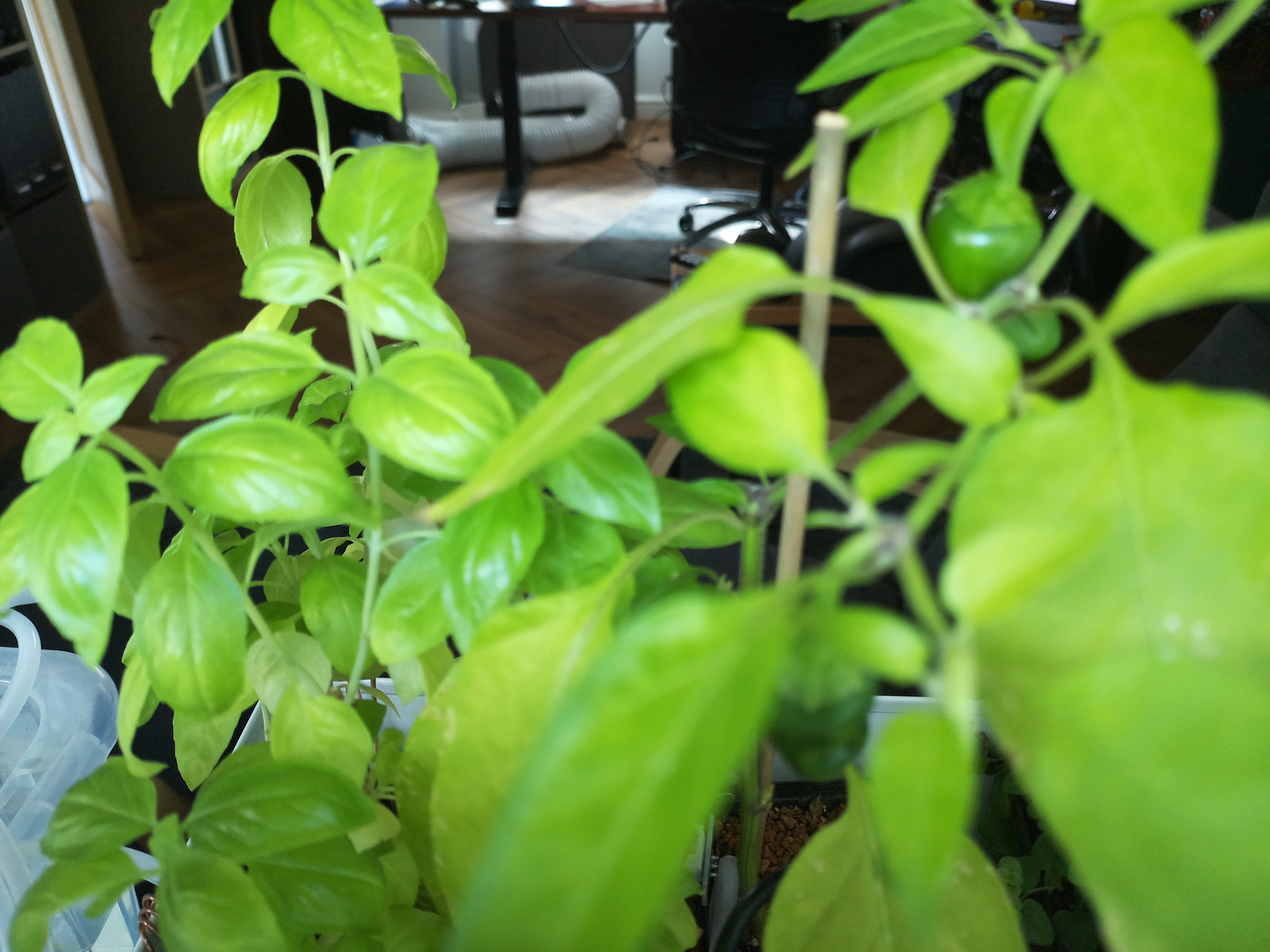 Greenhouse image from Midday Growth at Herb Hub 365