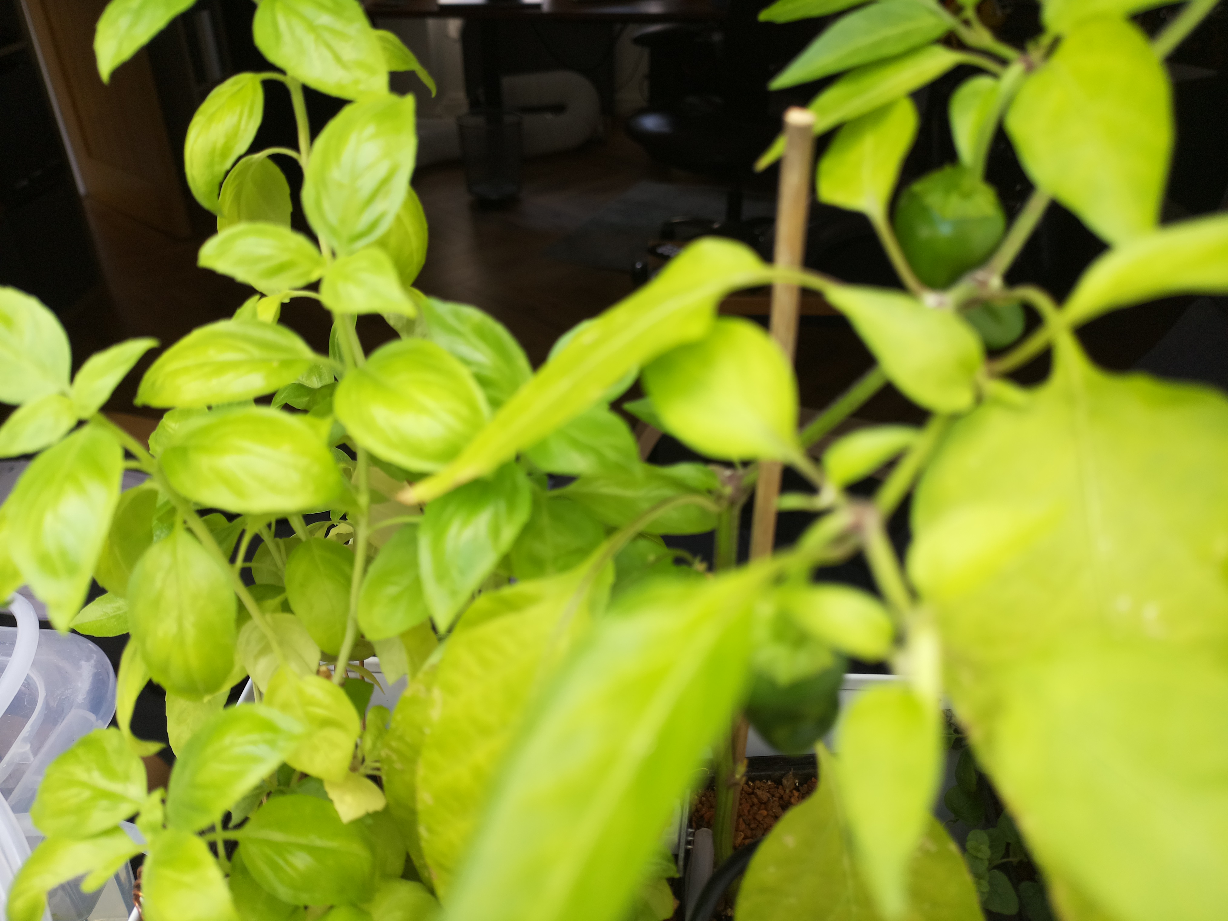 Latest Herb Hub greenhouse journal image: Midweek Vitality at Herb Hub 365
