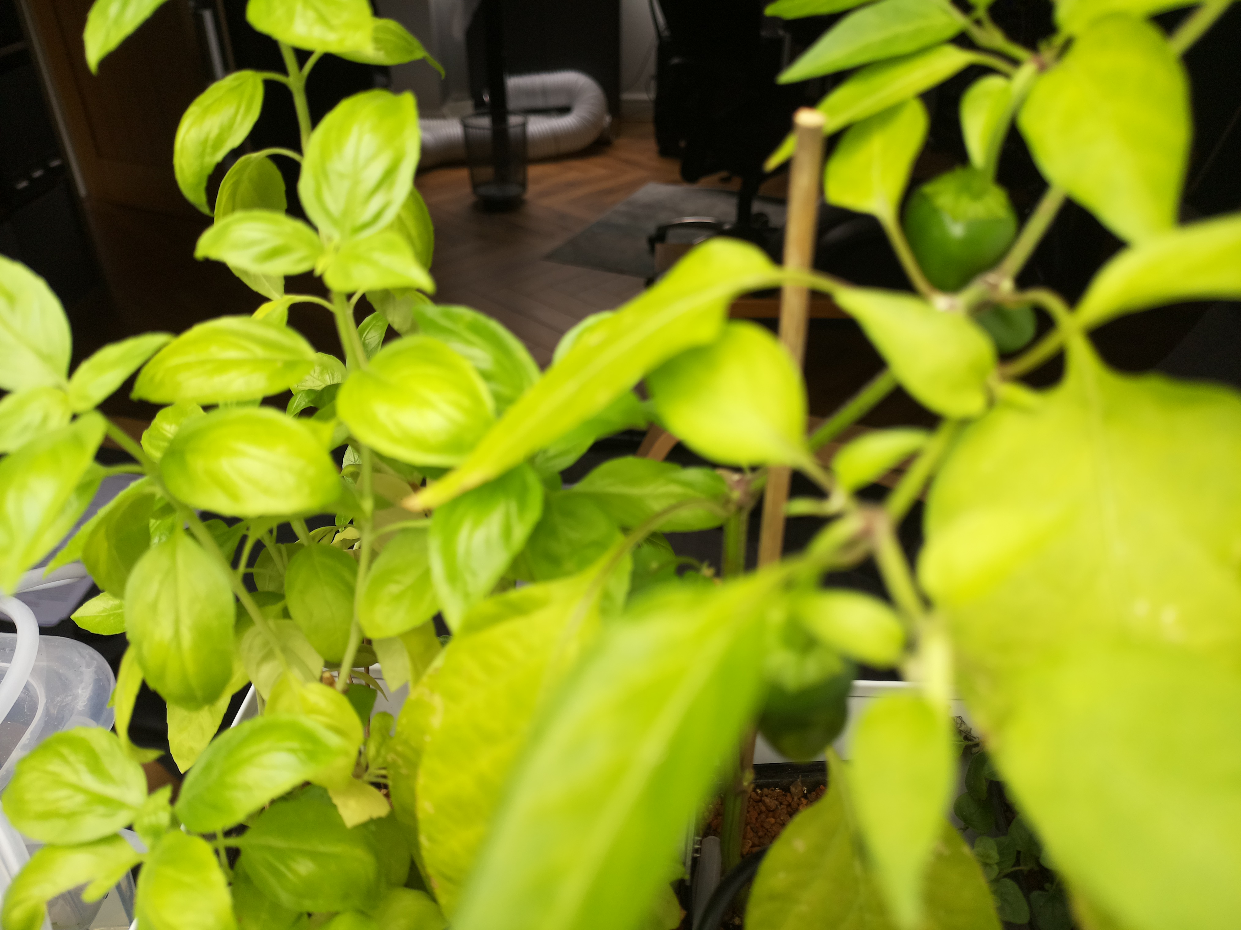 Greenhouse image from A Bright August Morning at Herb Hub 365