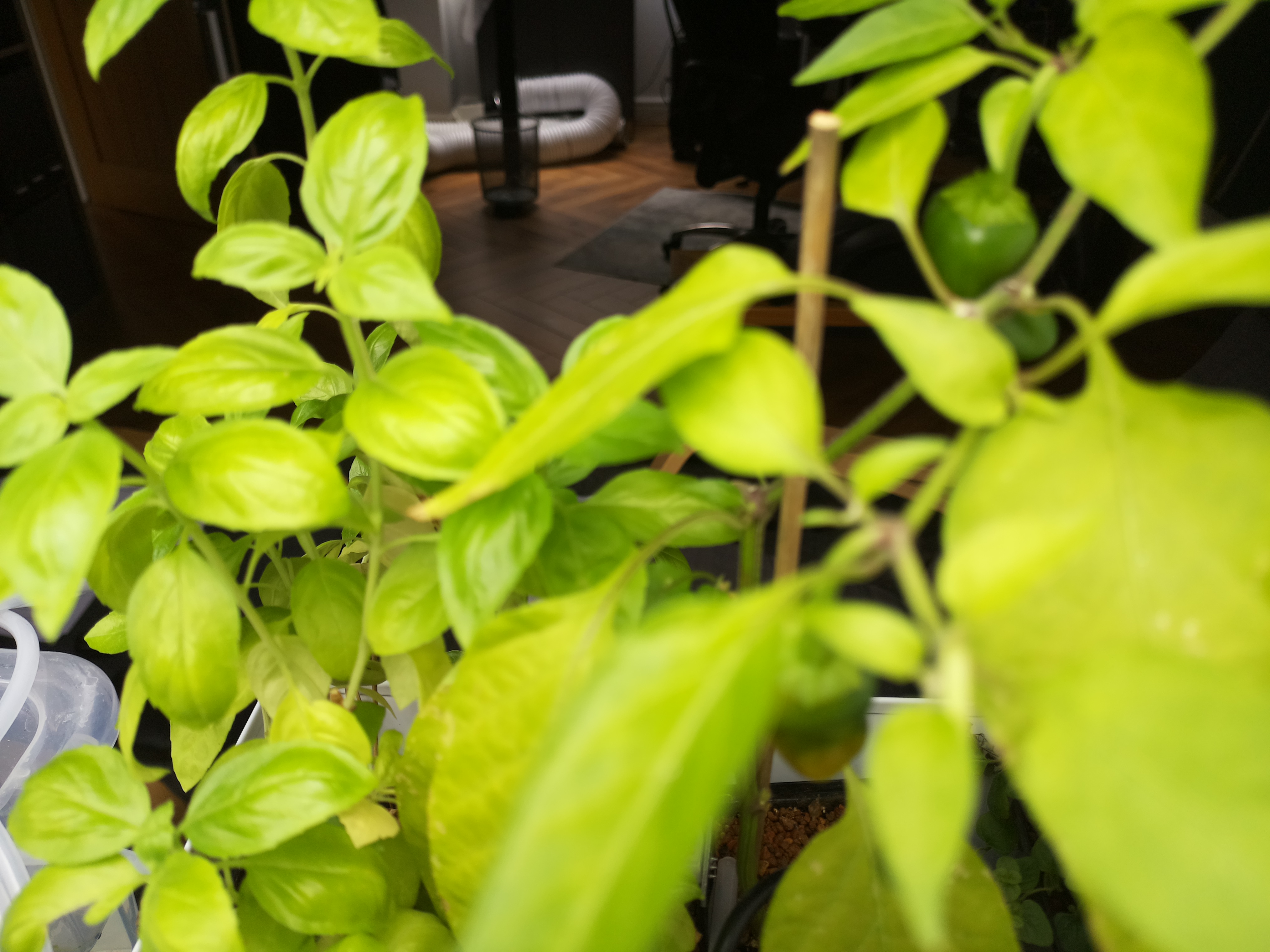 Latest Herb Hub greenhouse journal image: August 6th Greenhouse Update