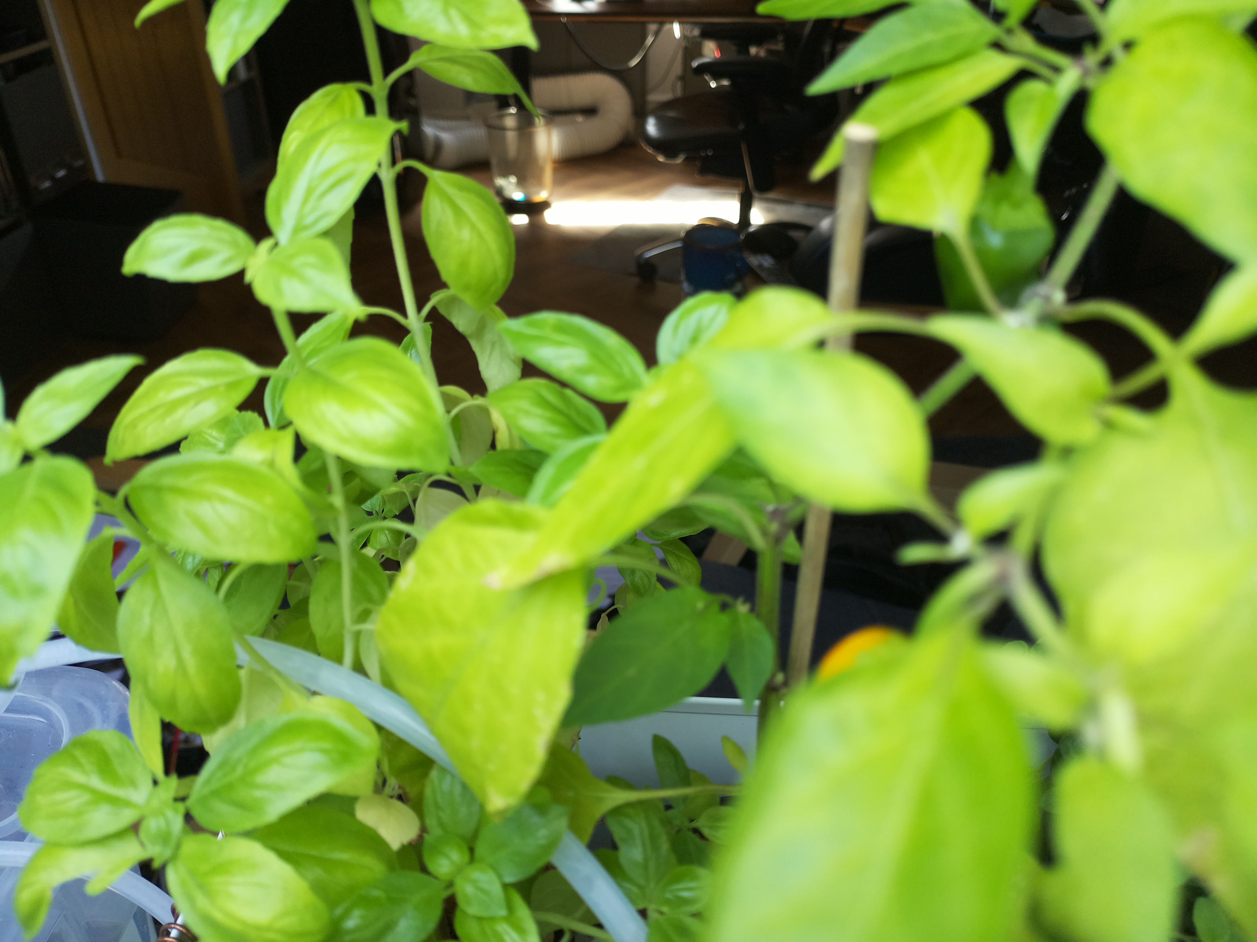 Greenhouse image from August 7th: Lush Greens and Shifting Sensors
