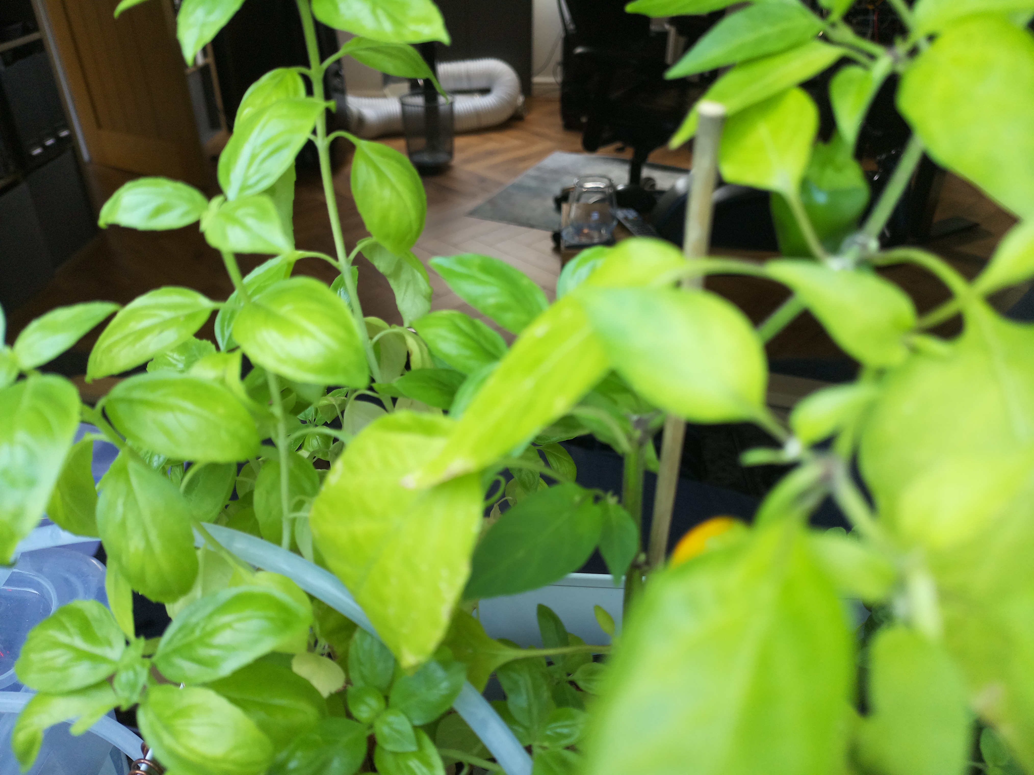 Latest Herb Hub greenhouse journal image: August 7th: Warmth in the Hub