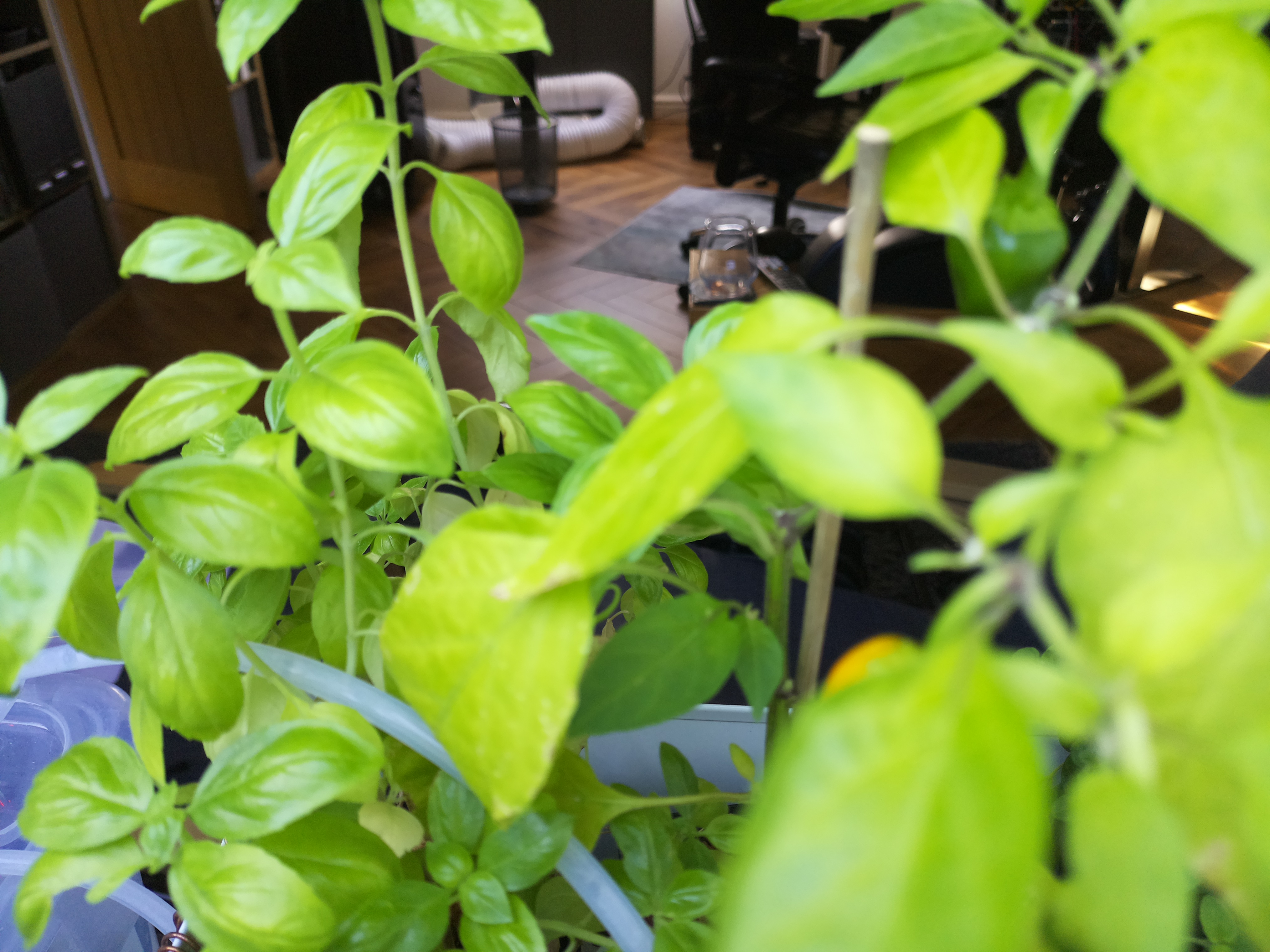 Greenhouse image from Herb Hub 365: A Morning of Lush Growth and Sensor Shifts