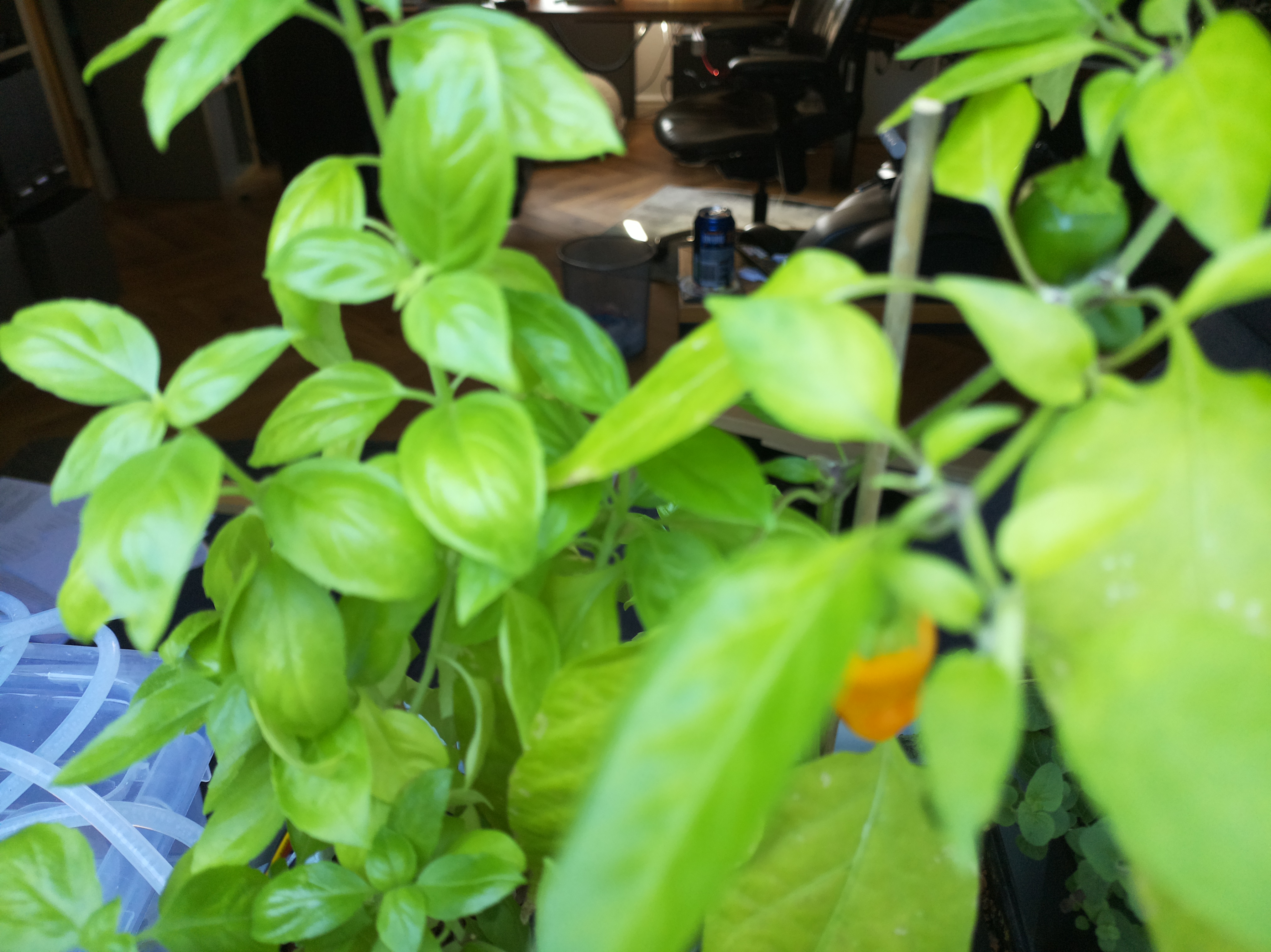 Latest Herb Hub greenhouse journal image: August 8th: Afternoon Warmth and Hydration