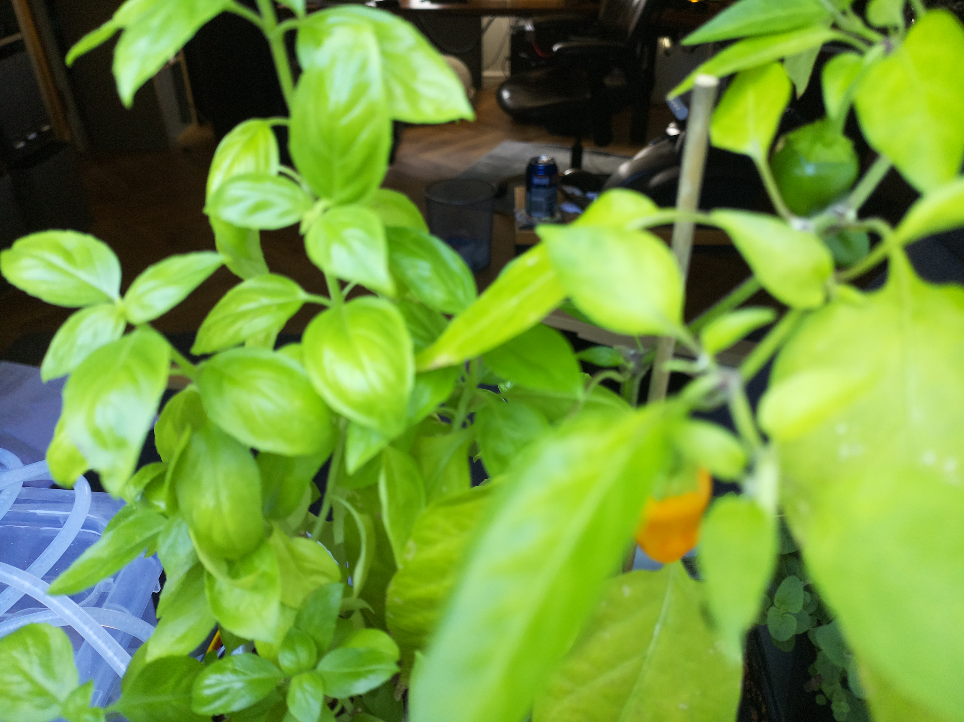 Greenhouse image from August Morning in the Greenhouse