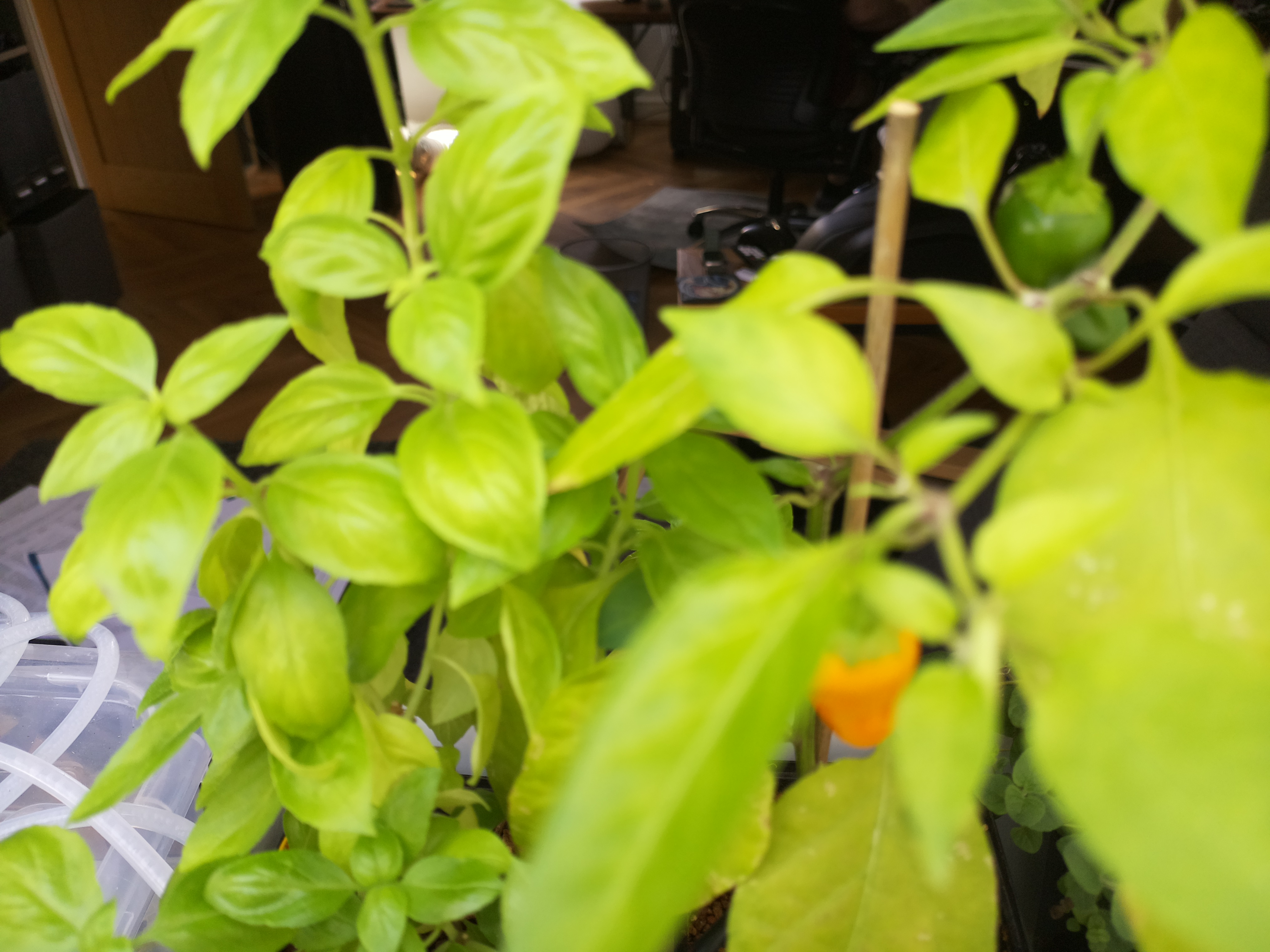 Greenhouse image from Midday Warmth and Ripening Chillies