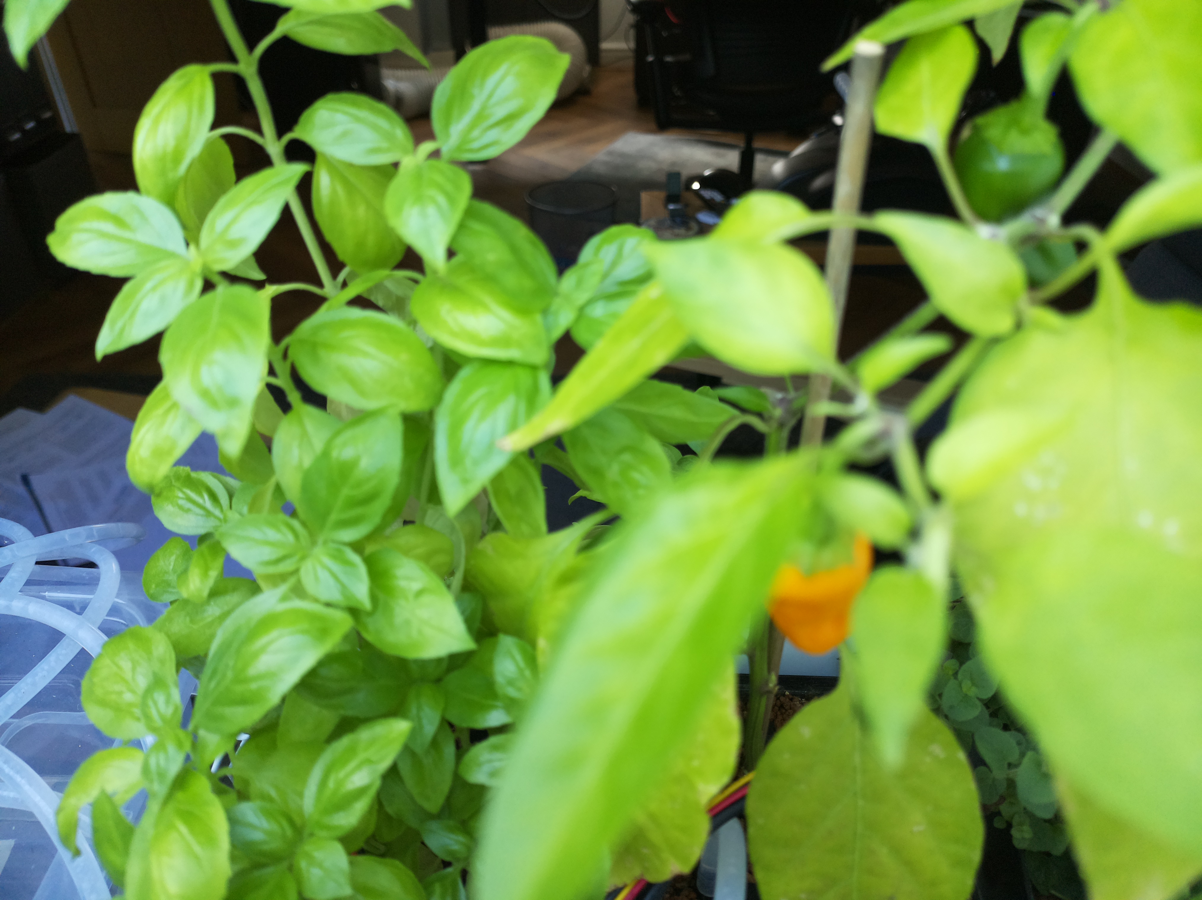 Greenhouse image from Afternoon Warmth at the Hub