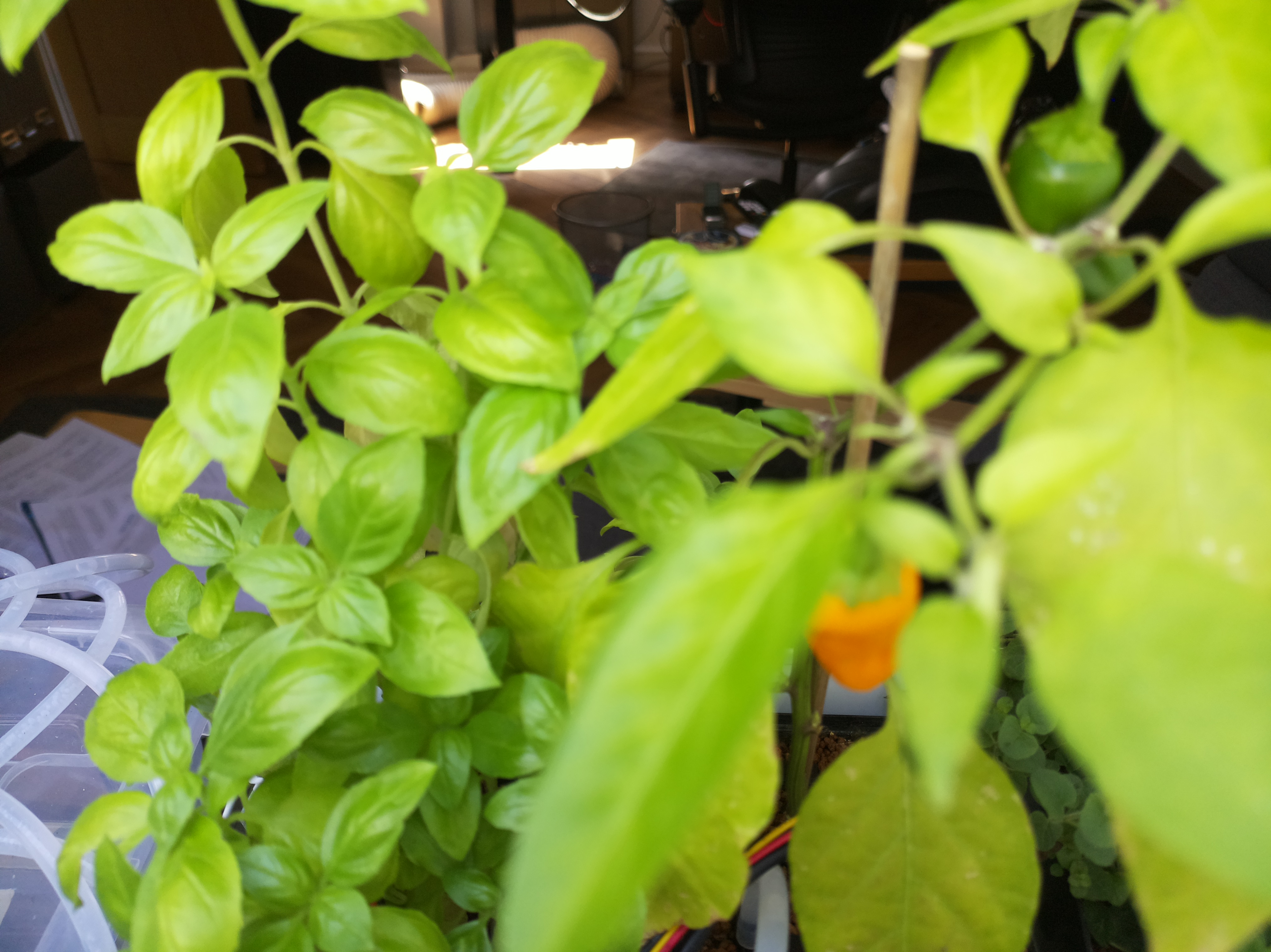 Latest Herb Hub greenhouse journal image: August 9: A Warm Afternoon in the Hub