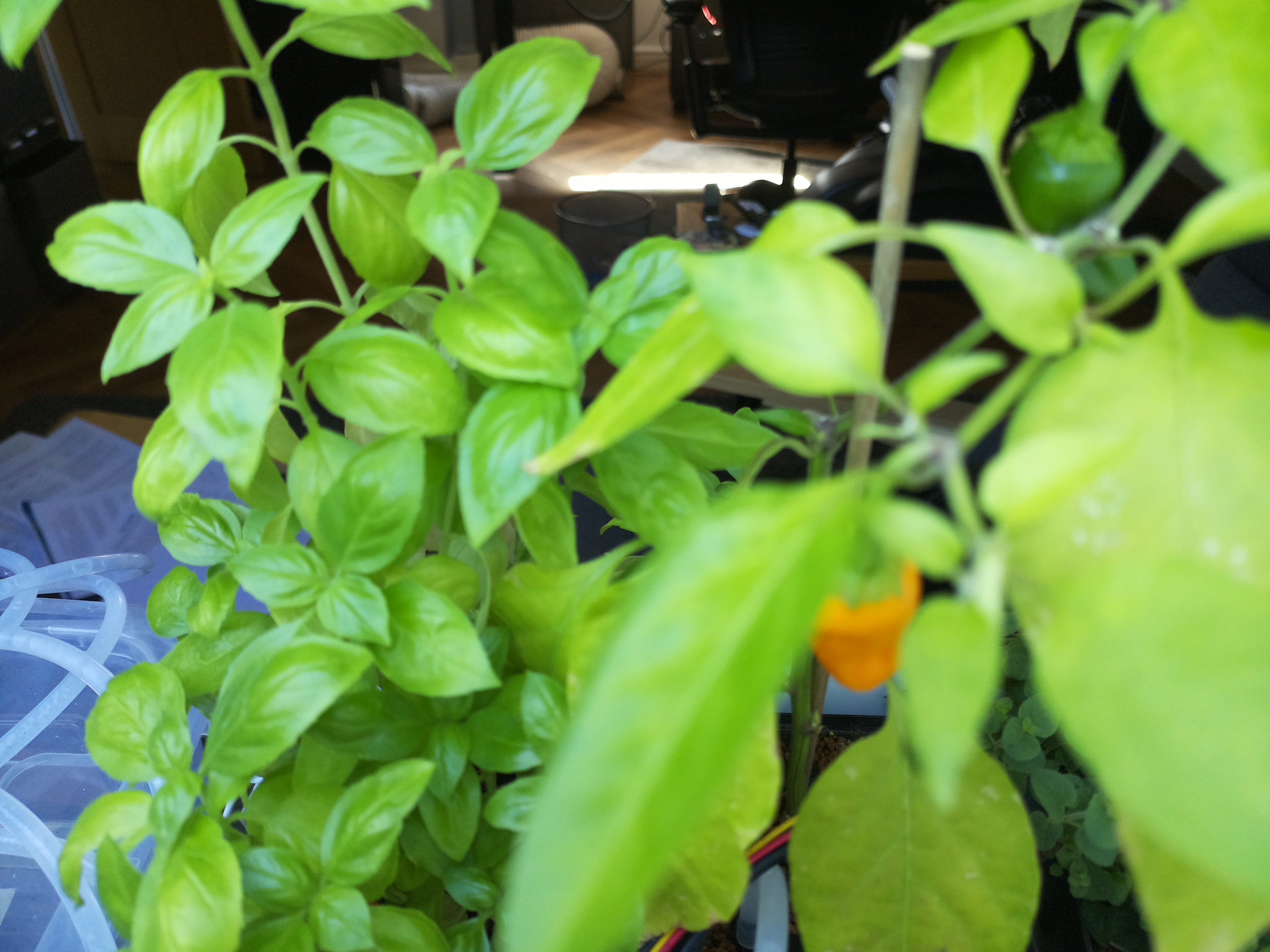 Greenhouse image from Vibrant Greens and Ripening Chillies