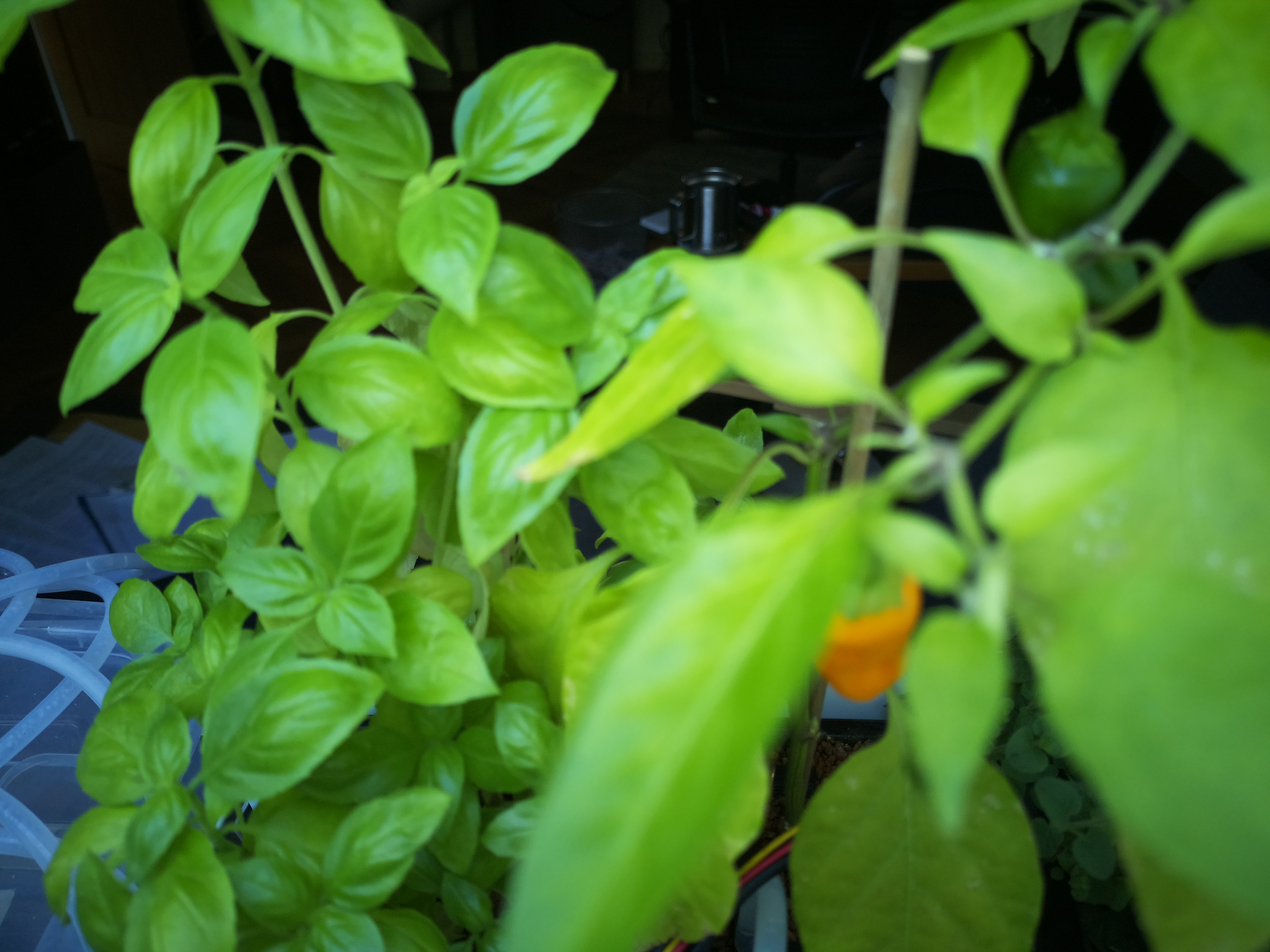 Greenhouse image from Herb Hub 365: Afternoon Update